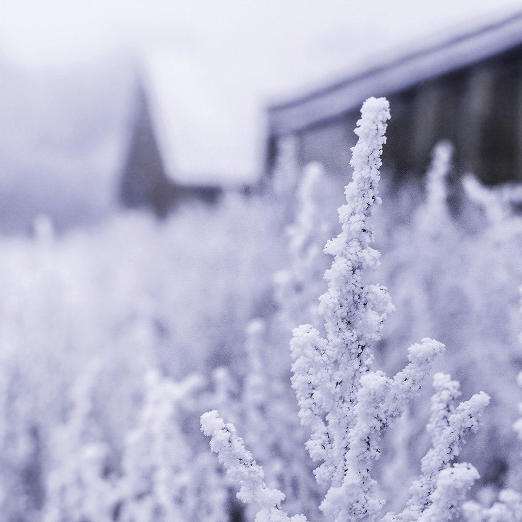 Snow White Winter Flower Blue iPad Wallpaper Free Download
