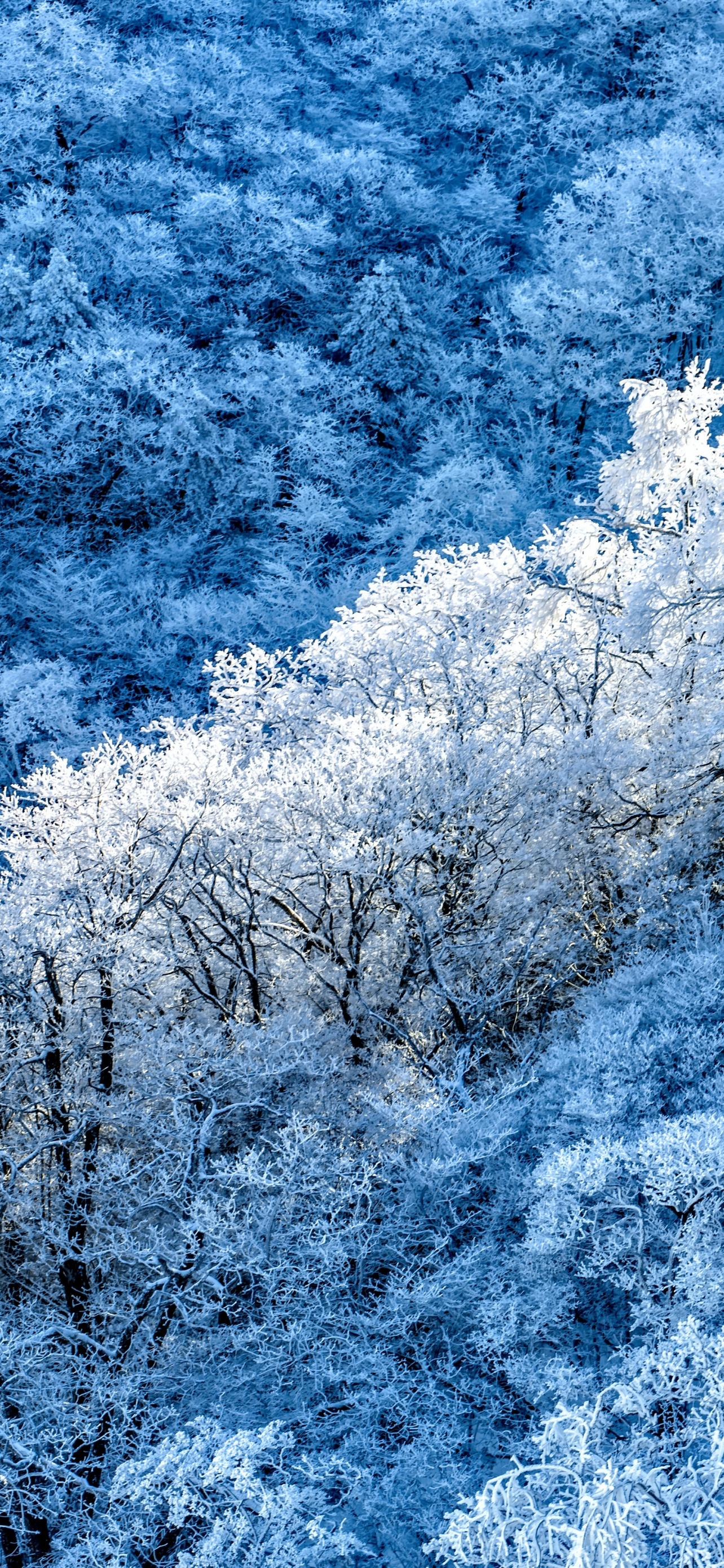 Winter Forest Snow White Best 4K IPhone And 6K Android DeskK 8K Lock Screen Home Screen Wallpaper Background And 2025