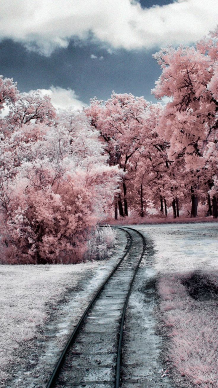Nature Winter Through Pink Woods iPhone 8 Wallpaper