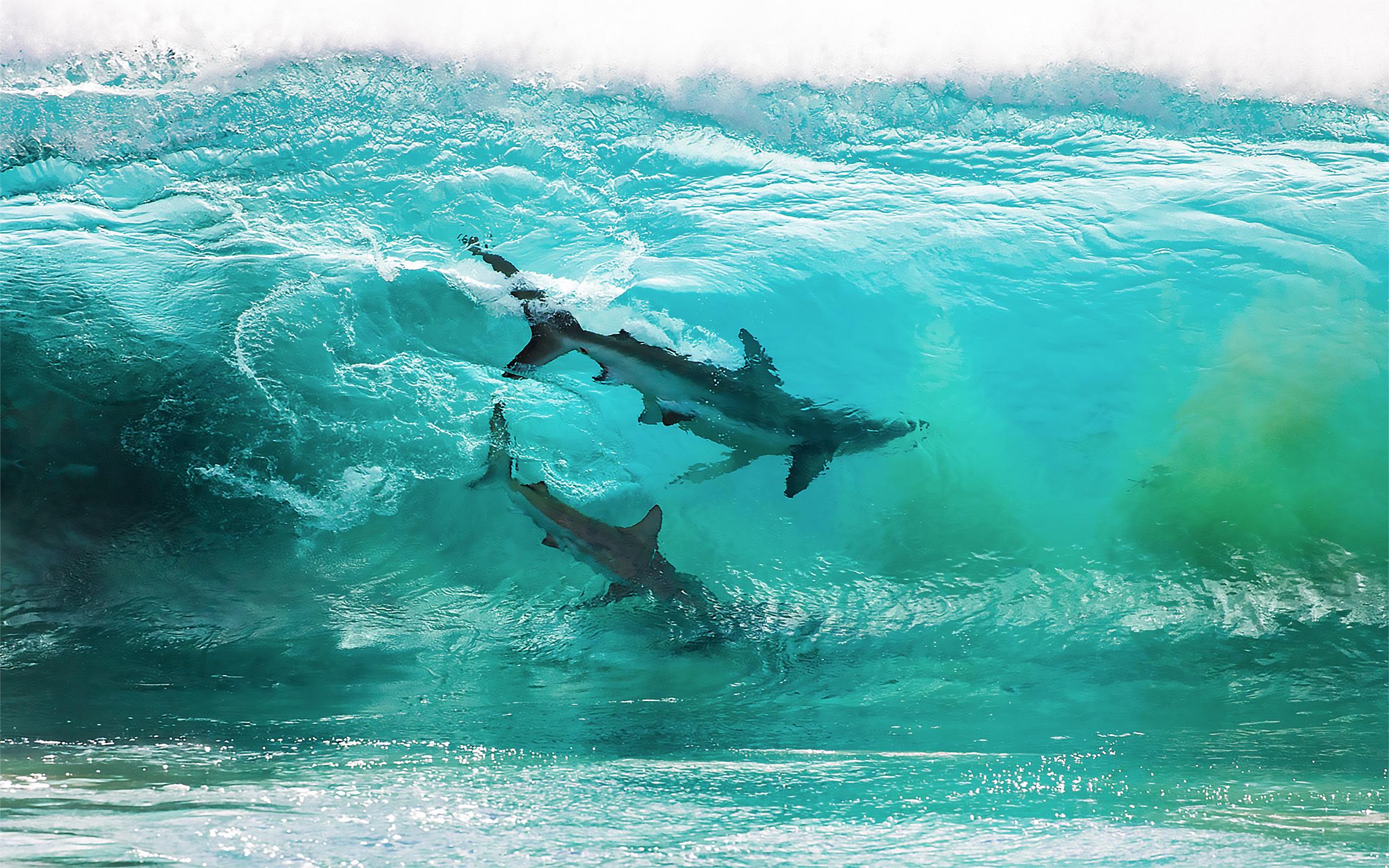 Sharks among the waves by Sean Scott. [2304x1440]