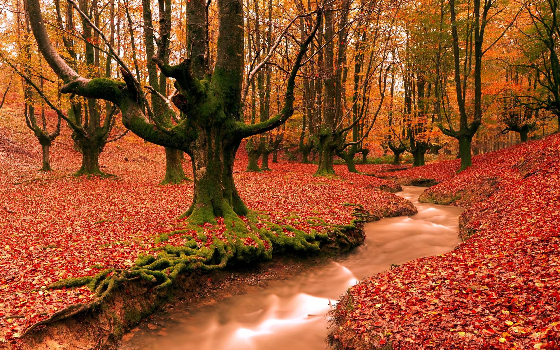 Autumn Wallpaper Background