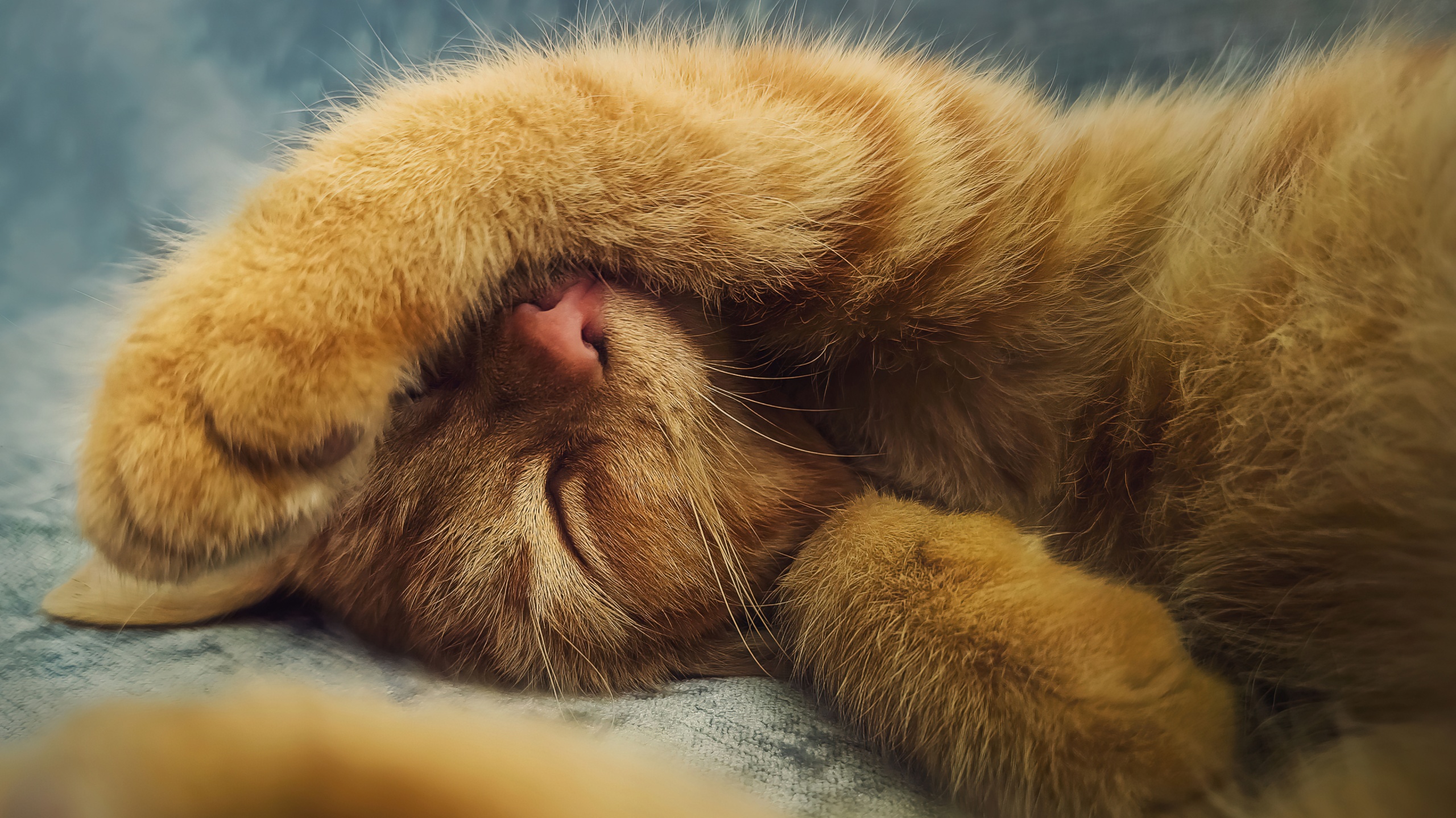 Ginger cat Wallpaper 4K, Cute Kitten, Sleeping, Adorable