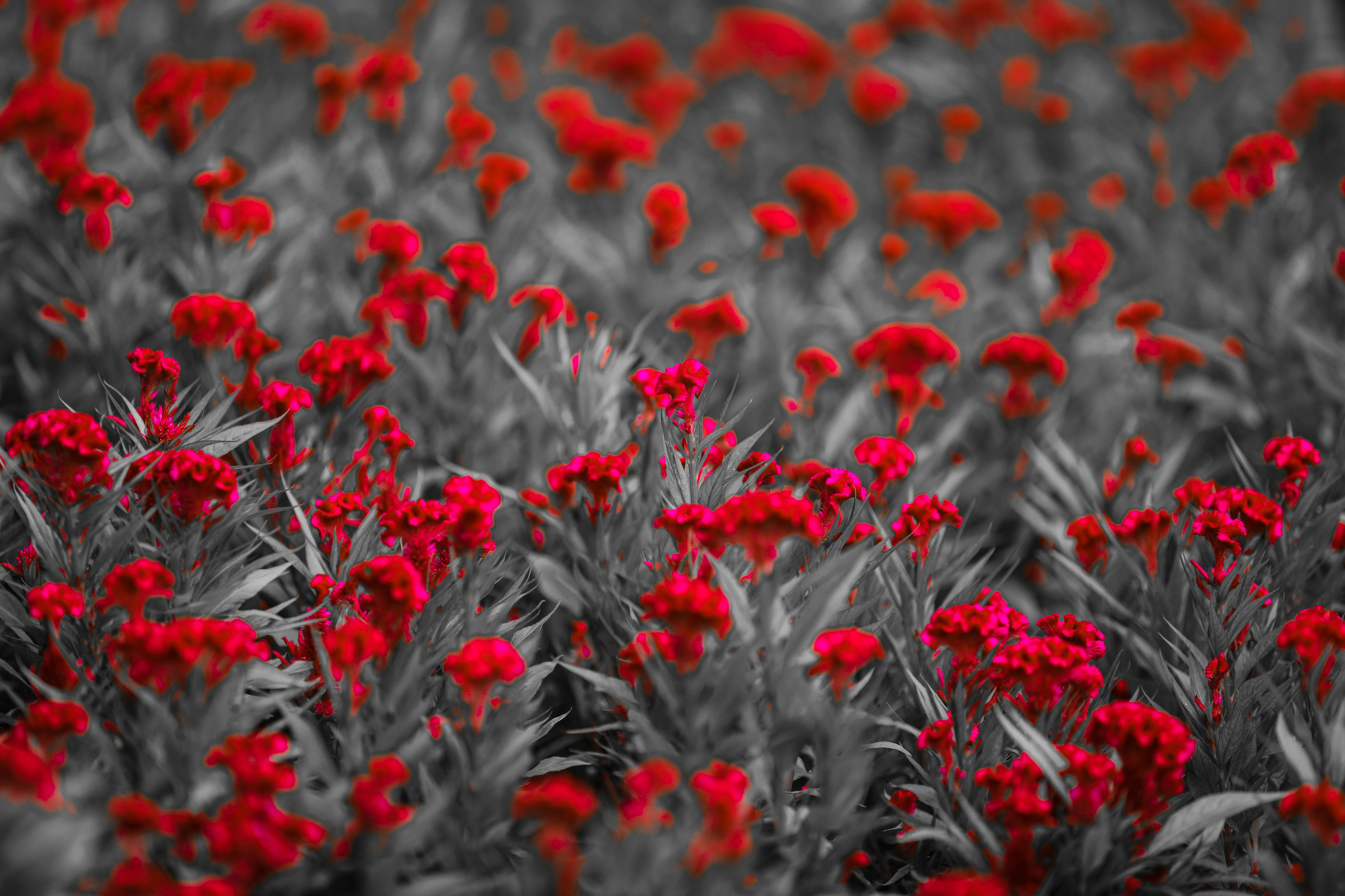 Selective Color Photography of Flowers · Free