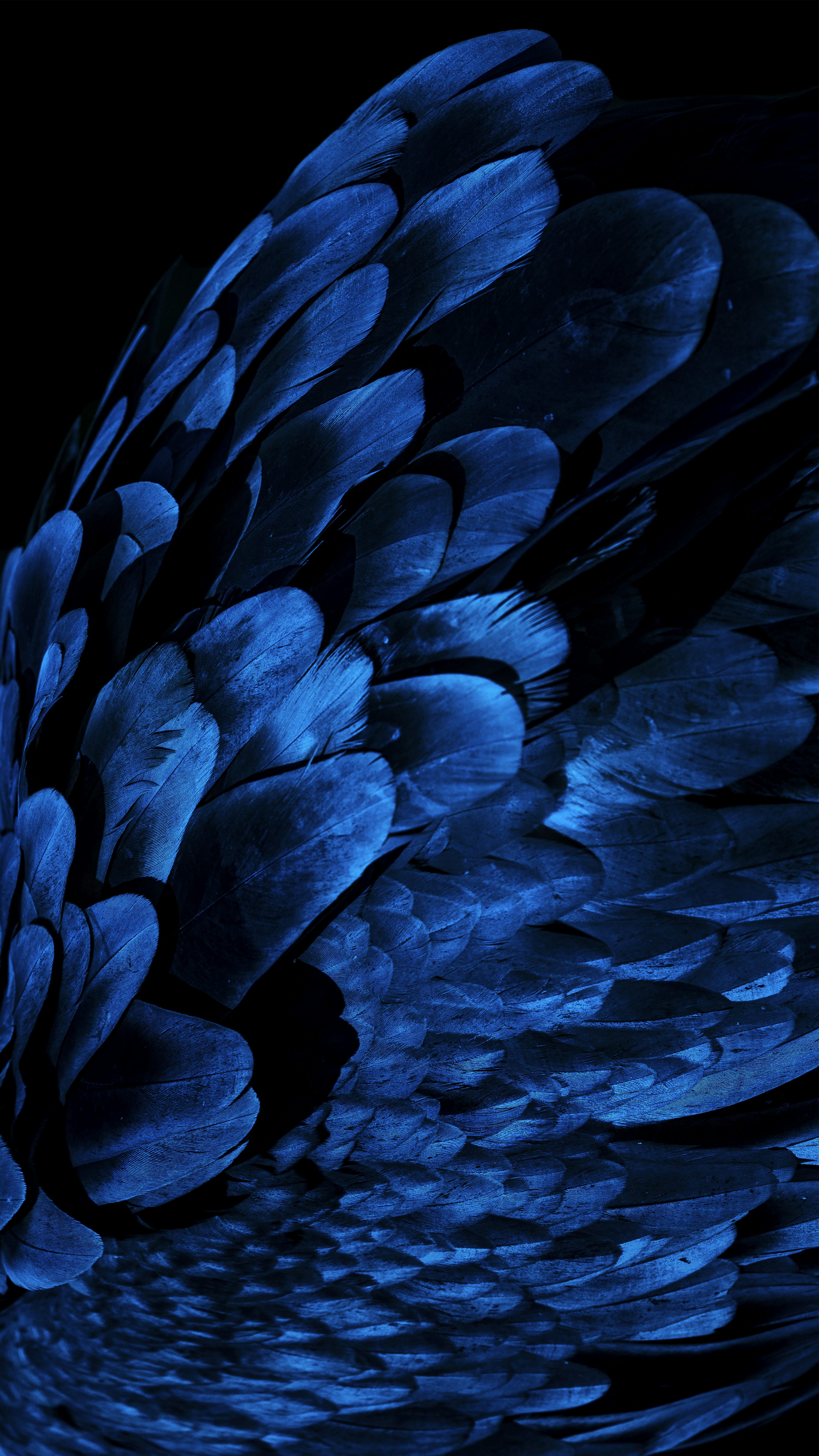 Peacock Blue Picture. Download Free Image