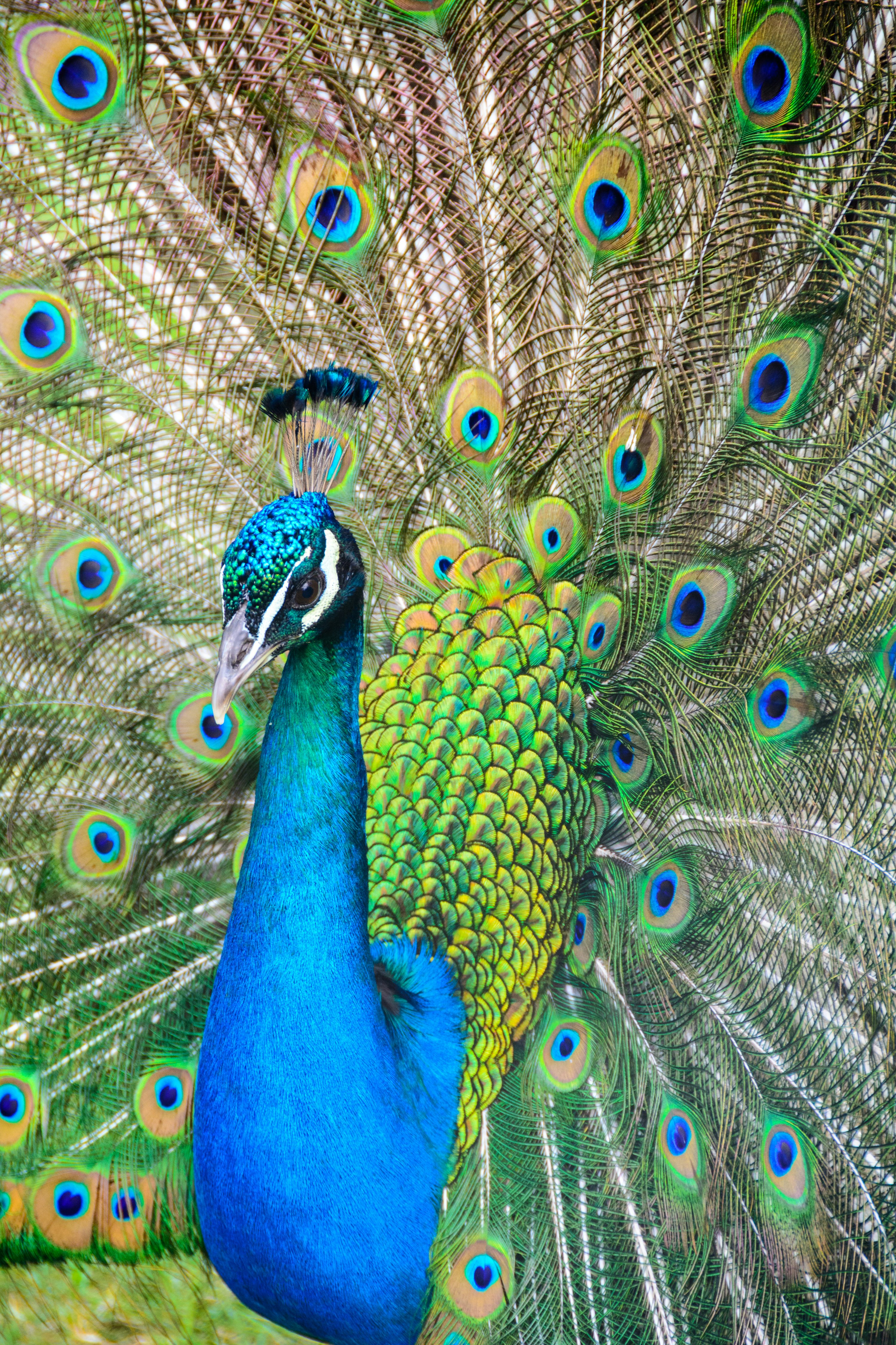 Photo of blue and green peacock photo