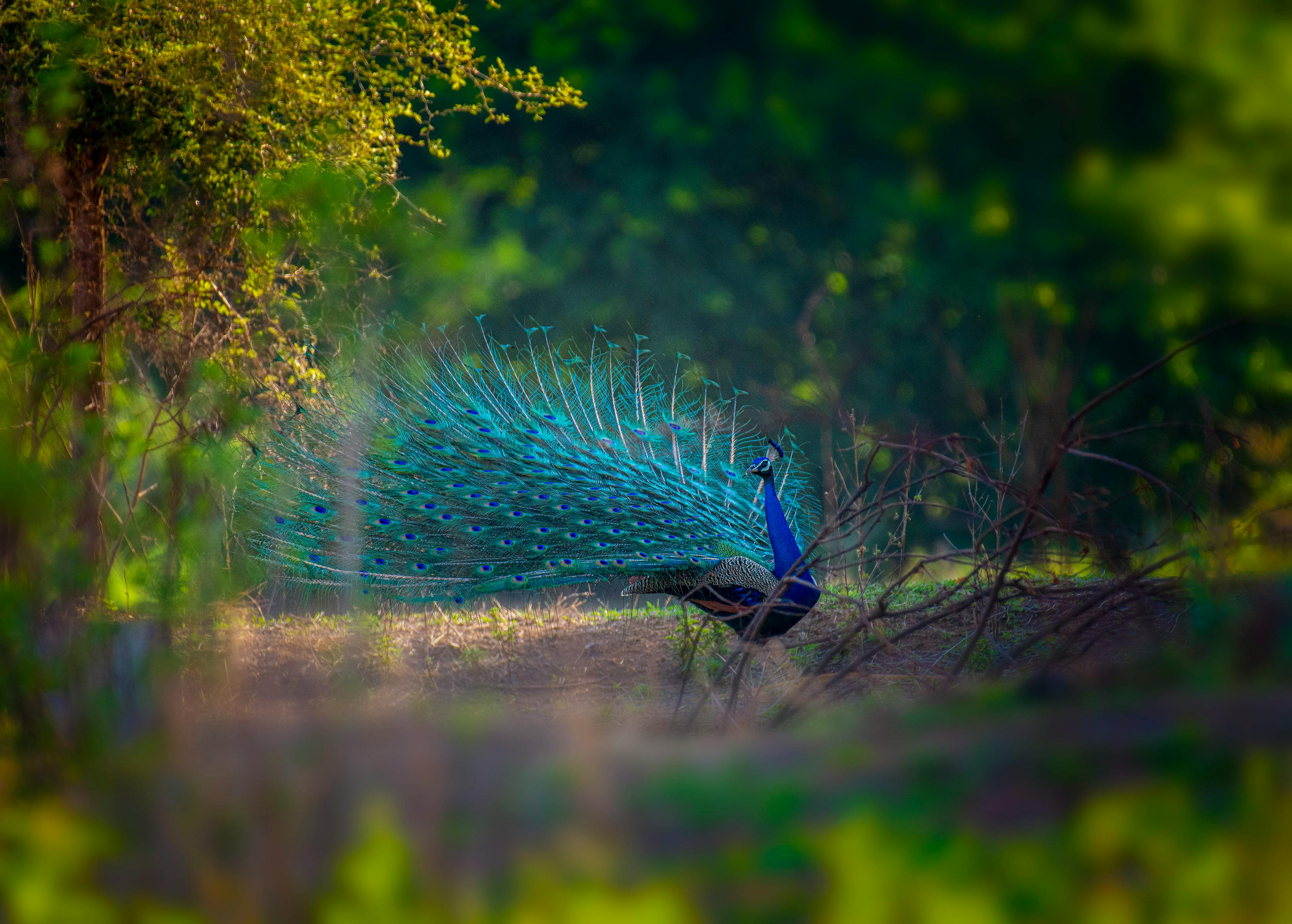 Blue Peacock in Nature · Free