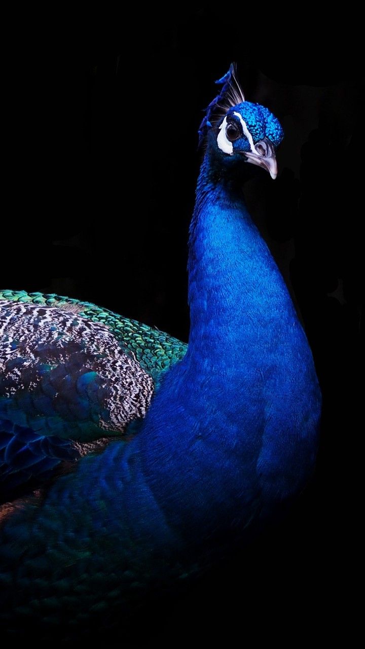 Beautiful Peacock in the Dark