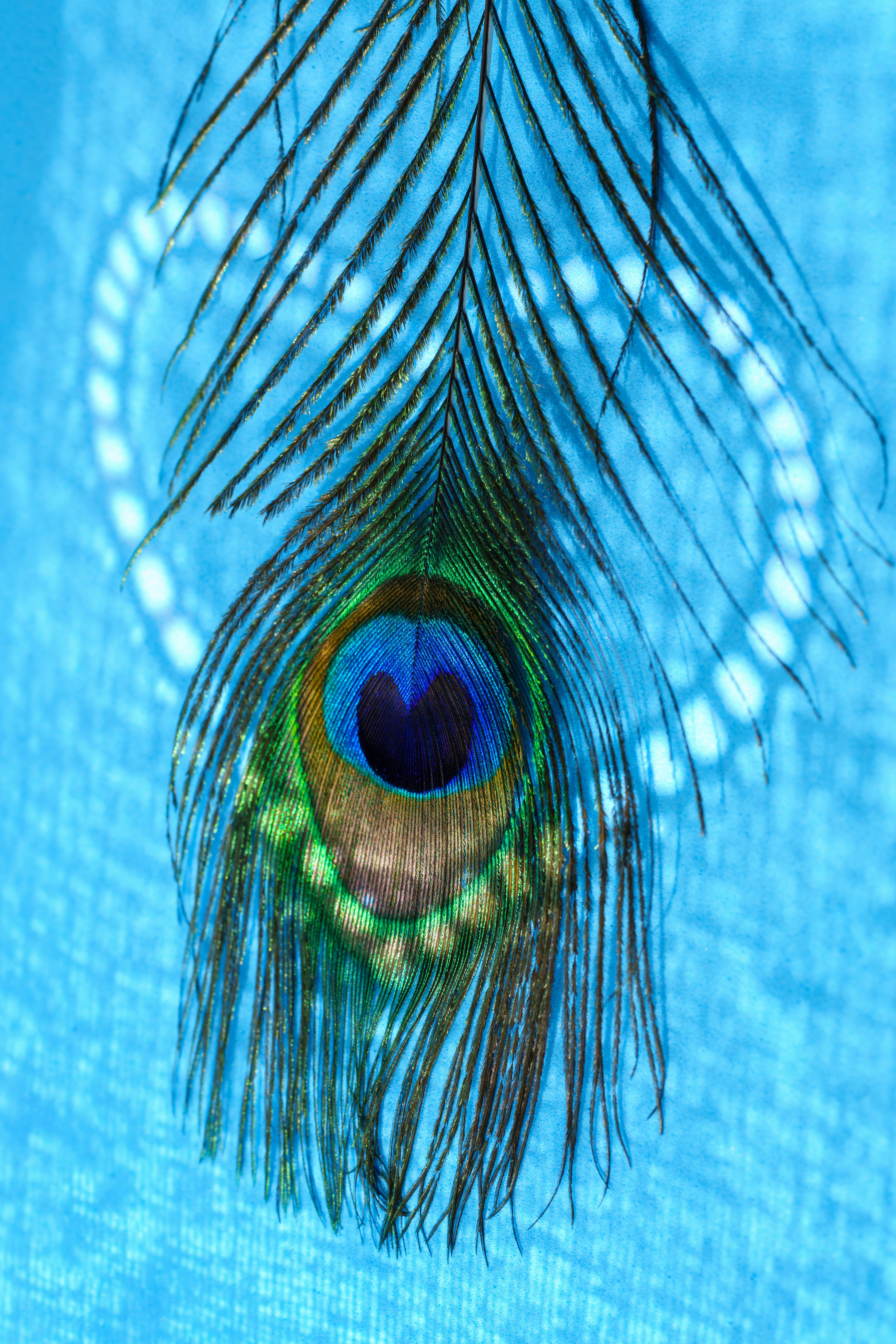 A peacock feather with a blue background · Free