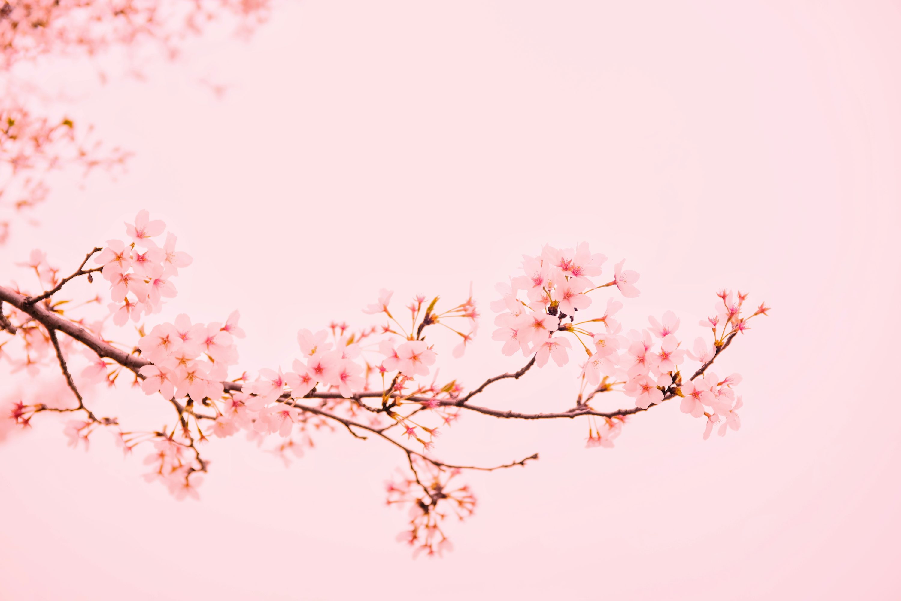 Pink Wallpaper: Free HD Download [4K]