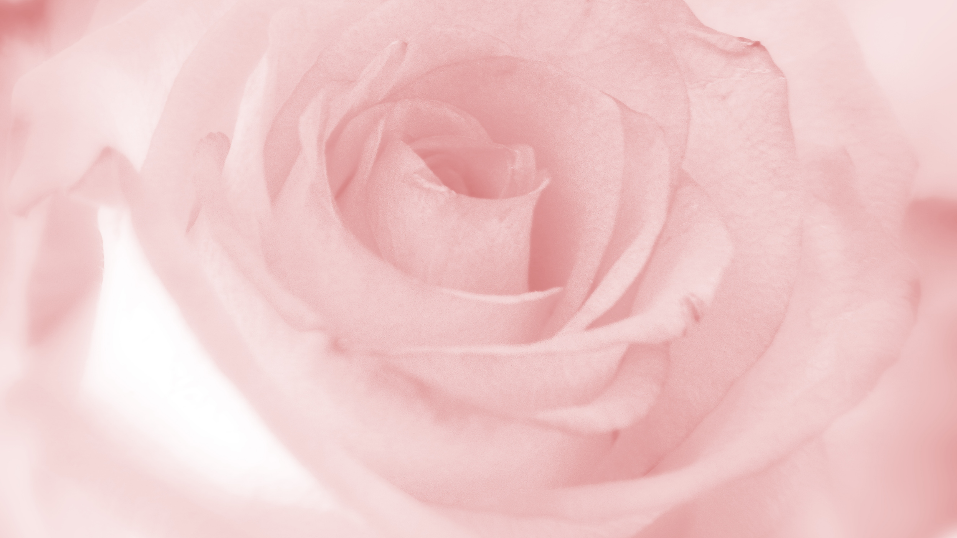 FREE Blush Pink Wallpaper for Desktop