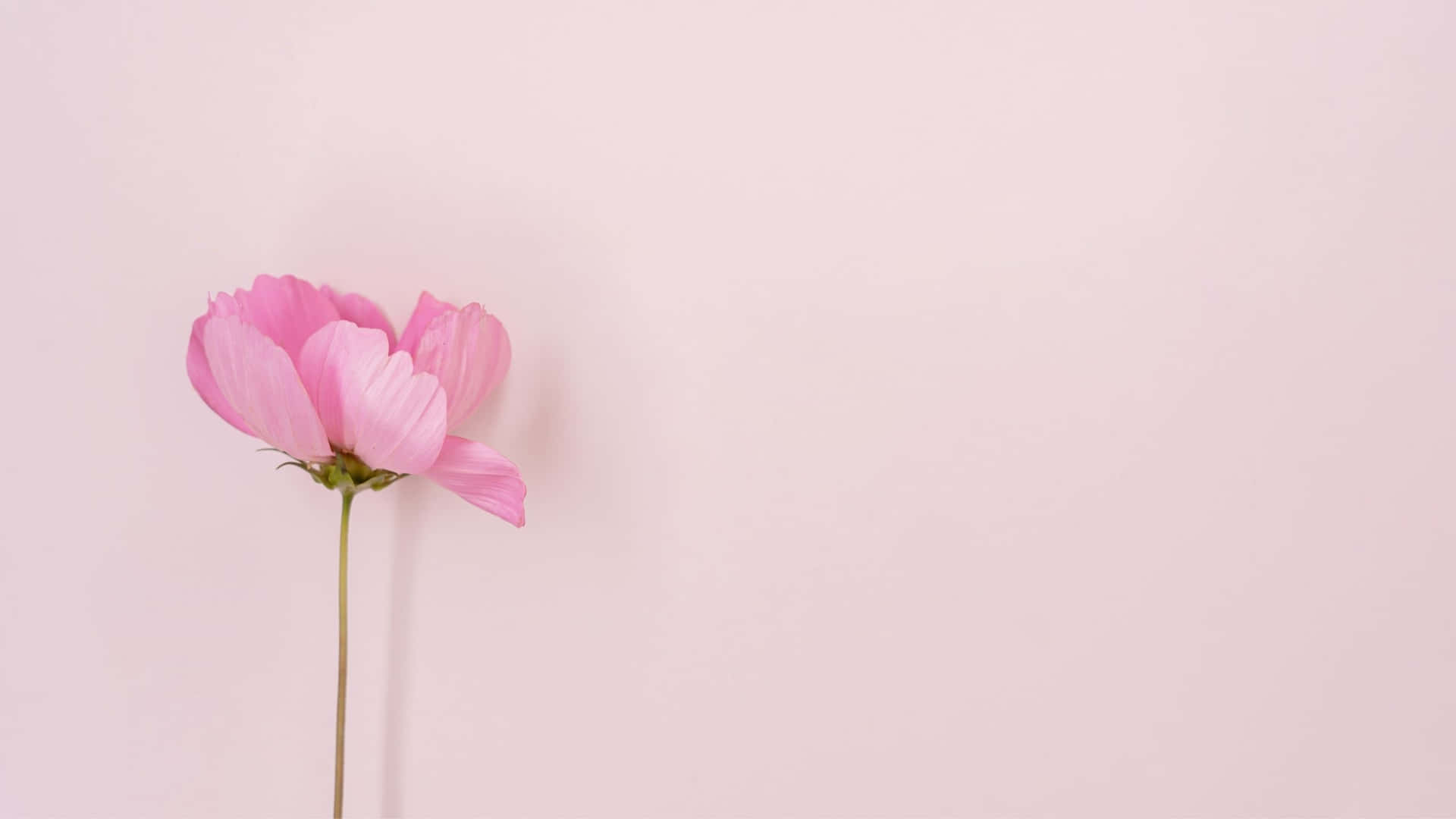 Download Aesthetic Computer Light Pink Peony Wallpaper
