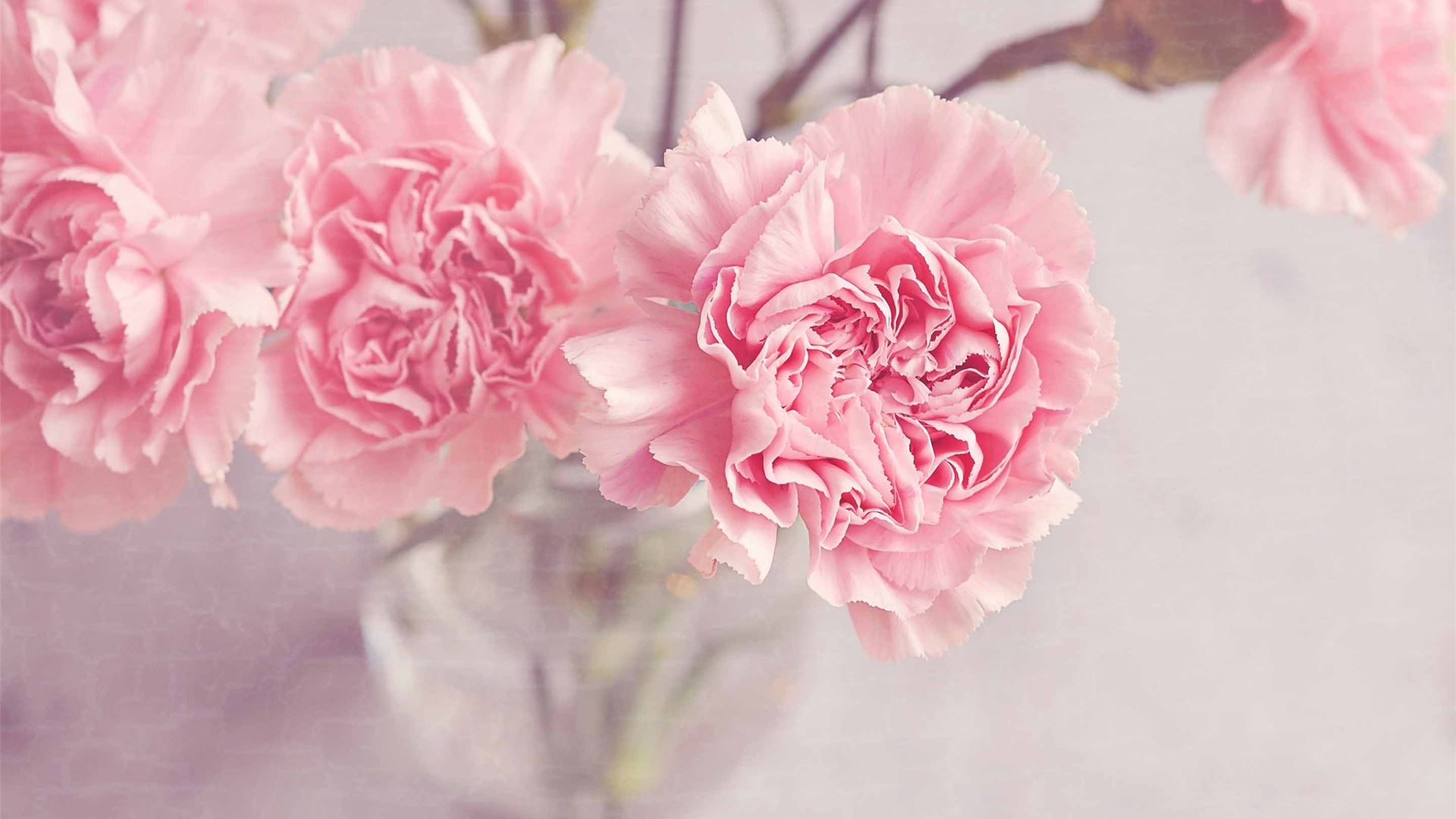 Light Pink Carnation Flowers MacBook Pro Wallpaper Download