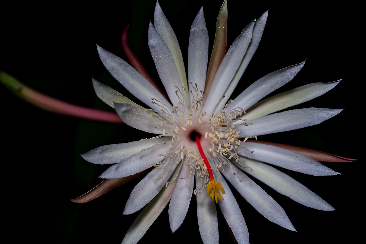 Free Night Queen & Queen Image