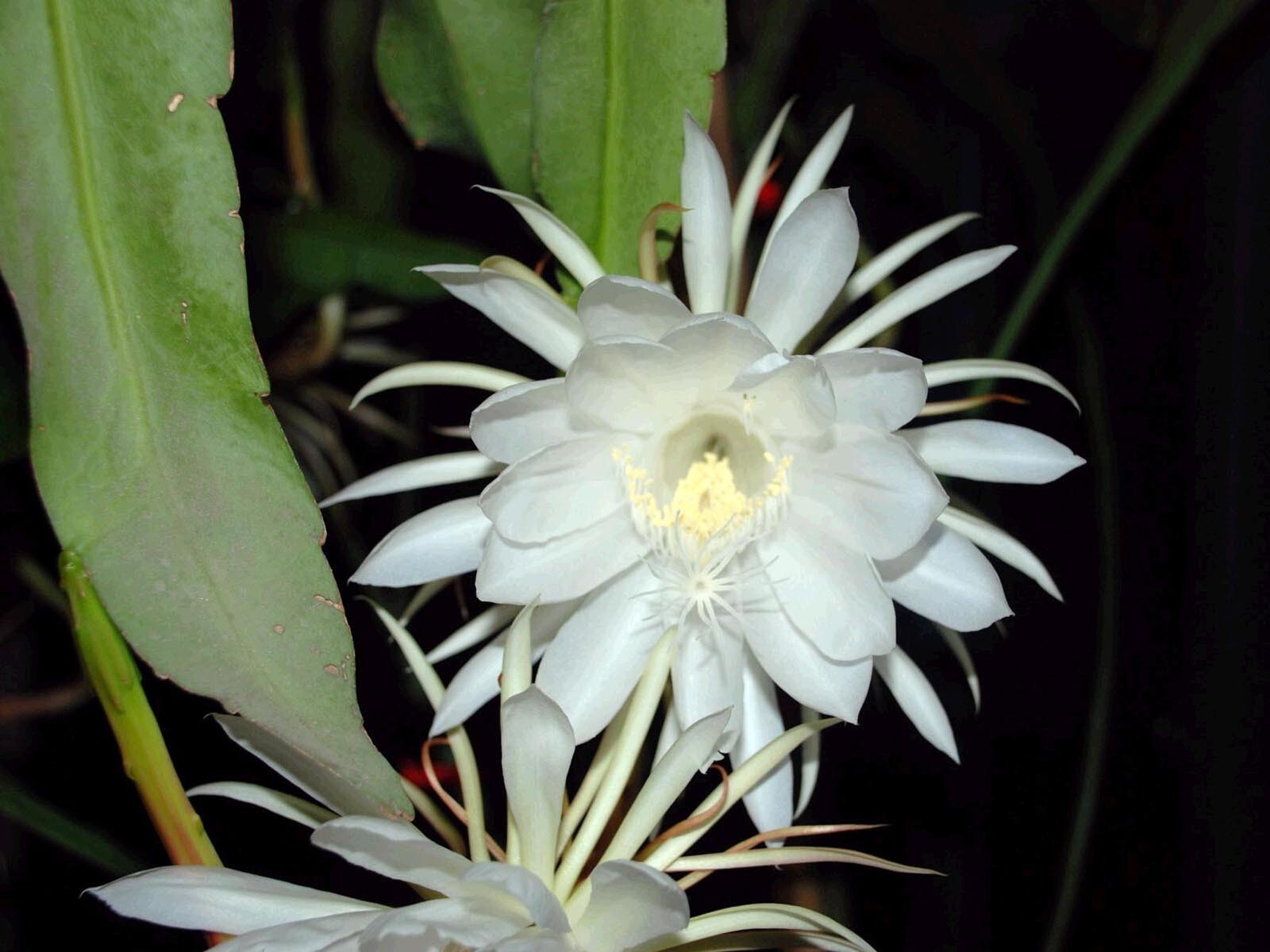 Epiphyllum Oxypetalum (Queen of the Night Orchid Cactus) 1 living plant Cosmetic and Reconstructive Surgeon in New York and New Jersey
