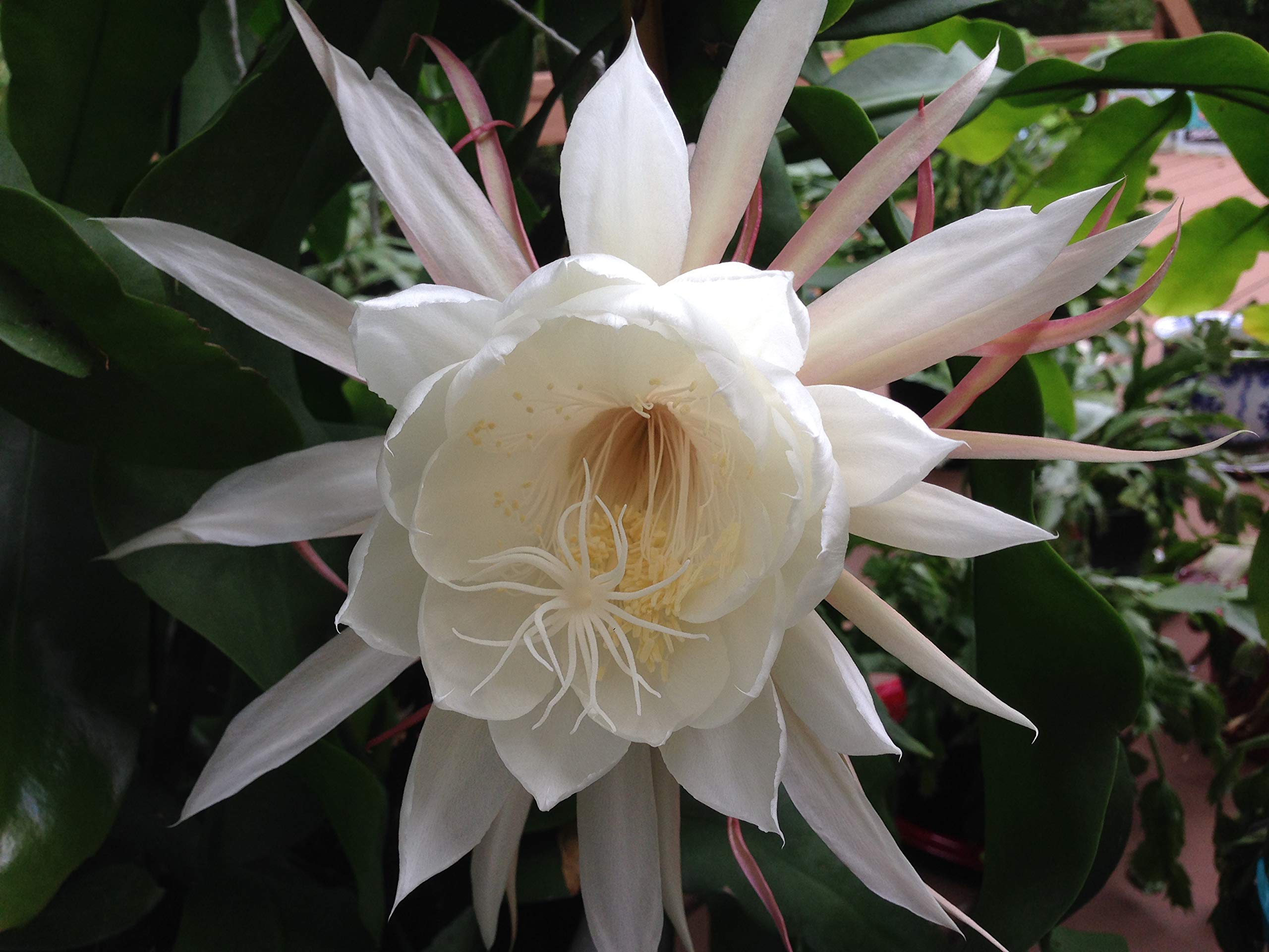 Amazon.com, Two Queen of Night Orchid Cactus Epiphyllum Oxypetalum (White) cuttings+ Gift Small Rosy Swirl Cutting, Patio, Lawn & Garden