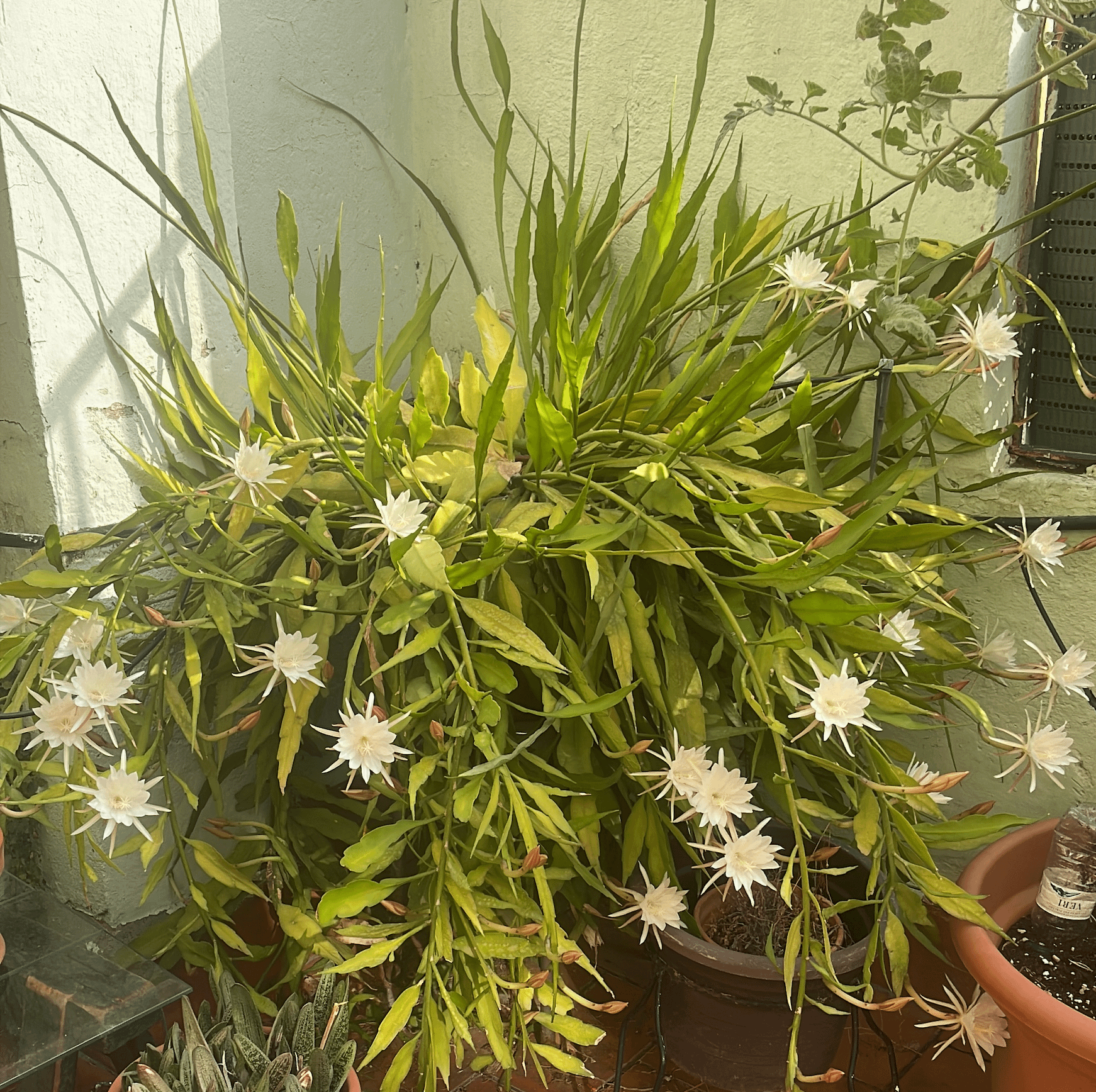Queen of the Night (Epiphyllum Oxypethalum)