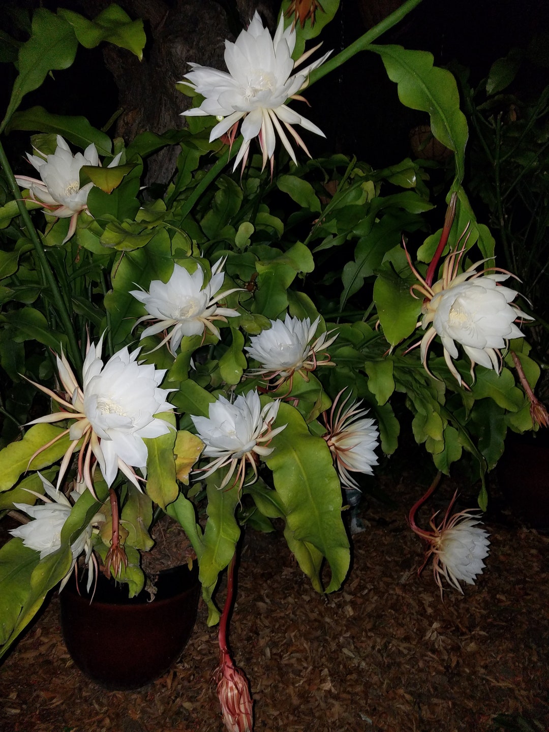 Oxypetalum 1 Rooted Cutting Queen Of The Night Epiphyllum: Shade Think Tropical, Tree Dweller, Living In Dappled Sunlight, Tan Hua