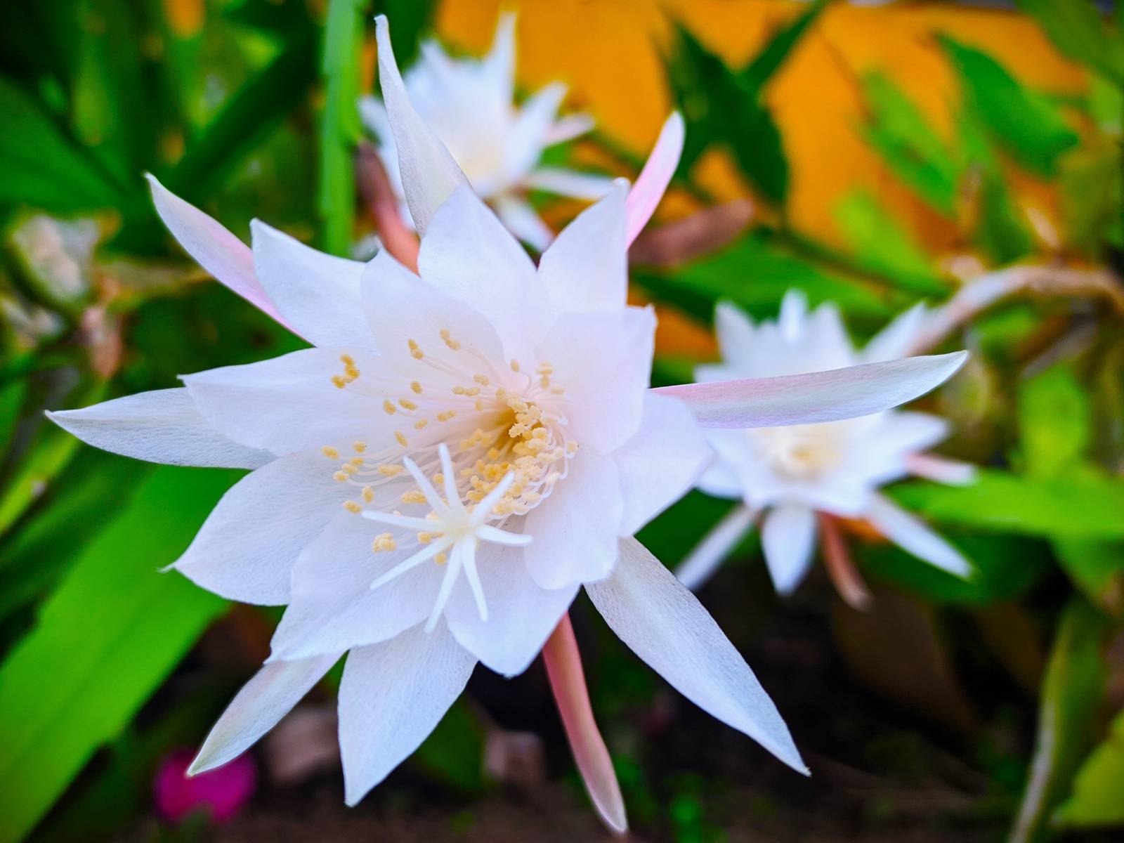 This Untouchable Beauty Blooms Only