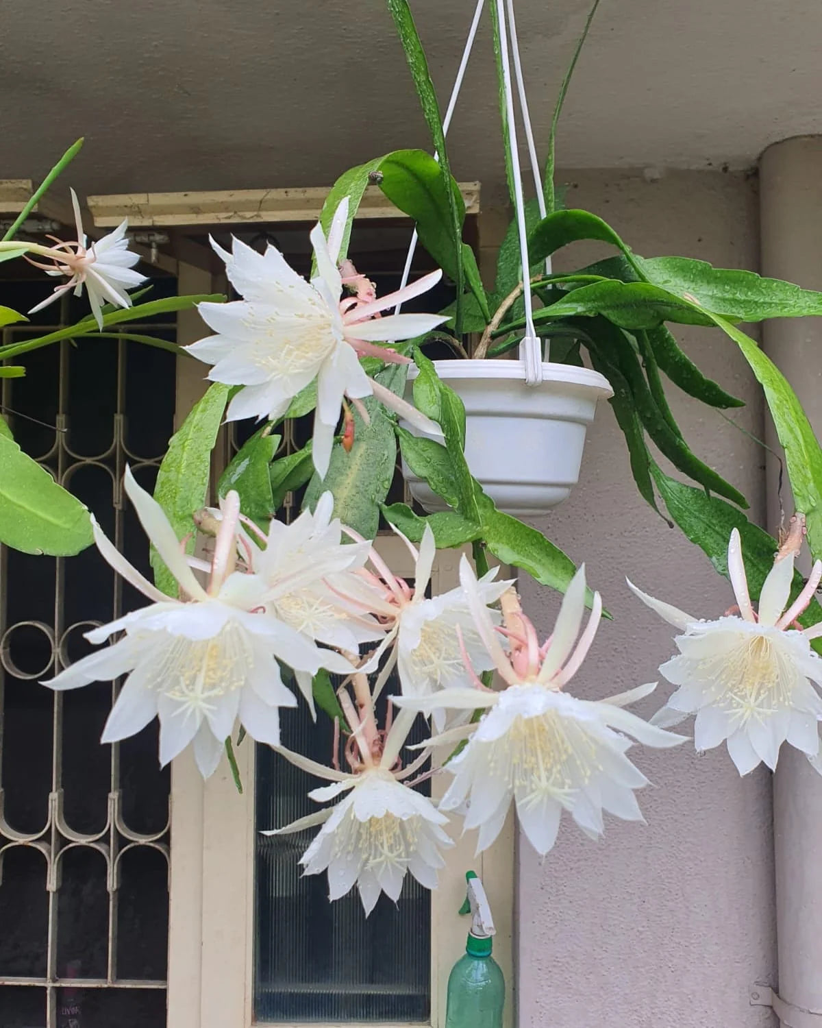Epiphyllum oxypetalum 'Night Blooming Cactus'