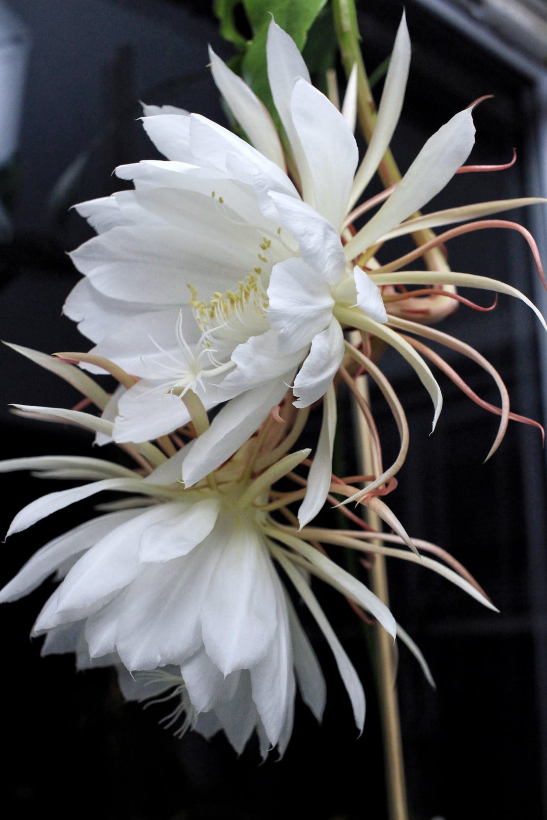 The Gorgeous Queen Of The Night, A Night Blooming Cereus Cactus! Truly Beautiful Flower And Scent. Epiphyllum Oxypetalum. I'll Post A Timelapse Later Today