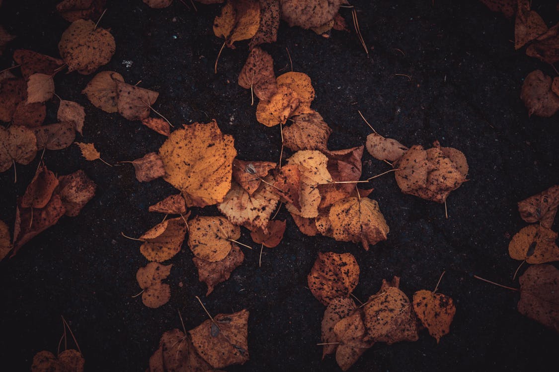 Autumn Leaves on Dark Ground Texture · Free