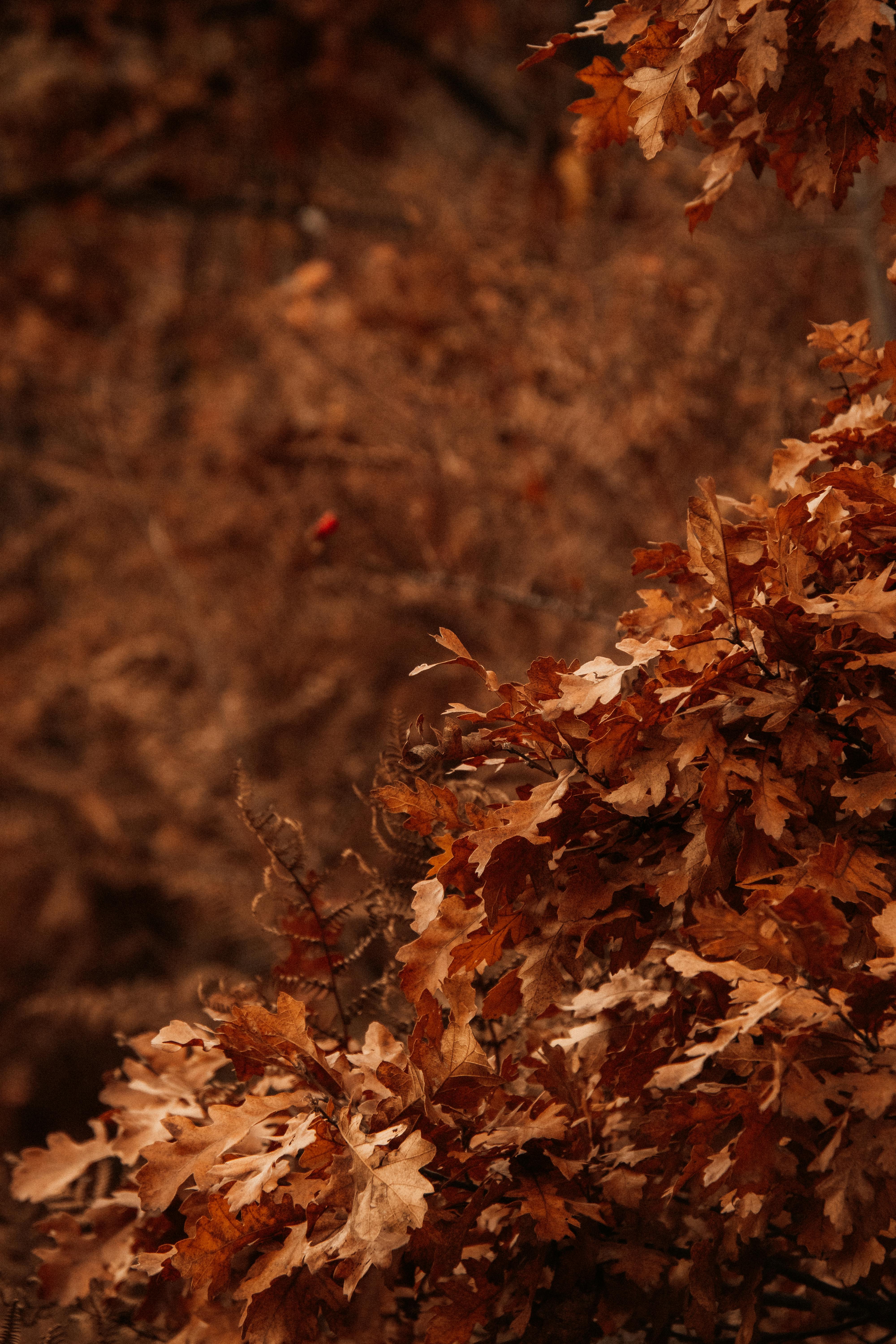 Rustic Autumn Leaves on a Forest Branch · Free