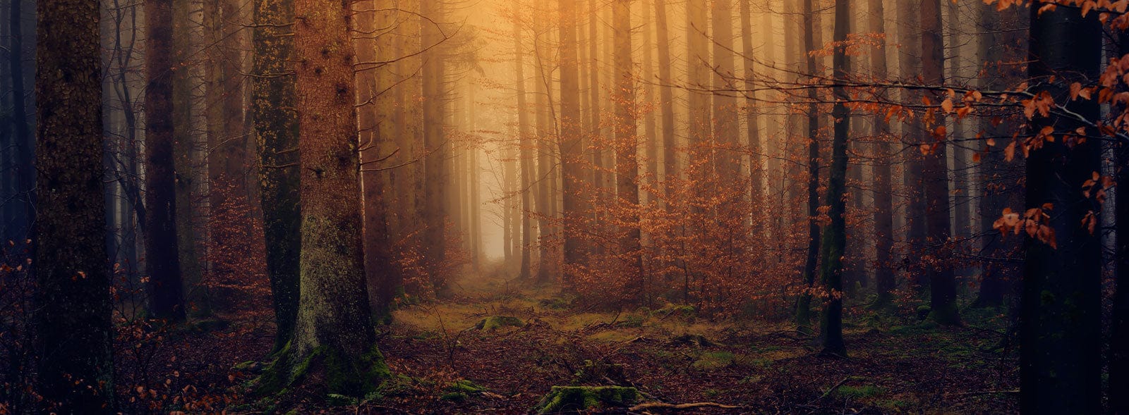 Dark Autumn Forest Wallpaper Mural