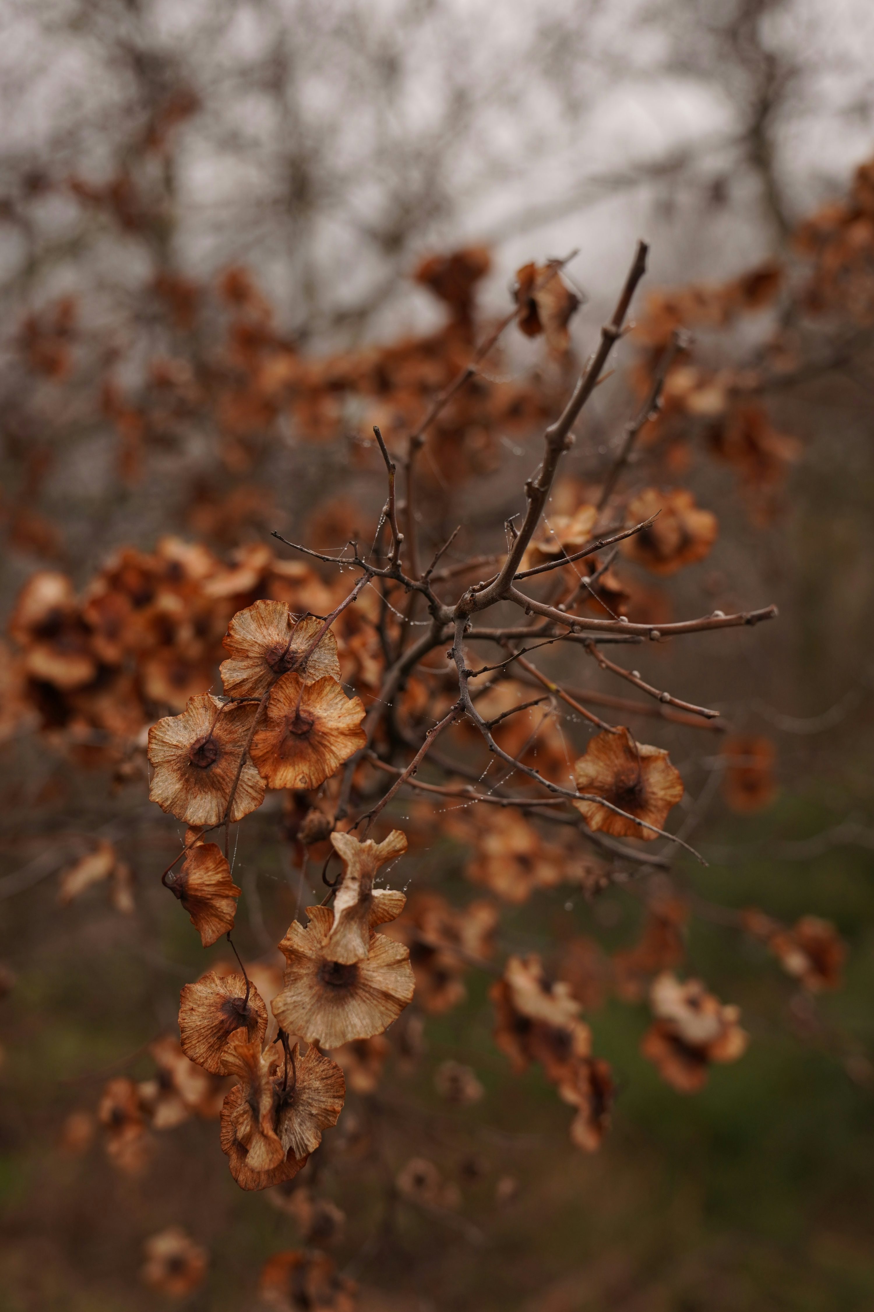 A close up of a tree with brown leaves photo