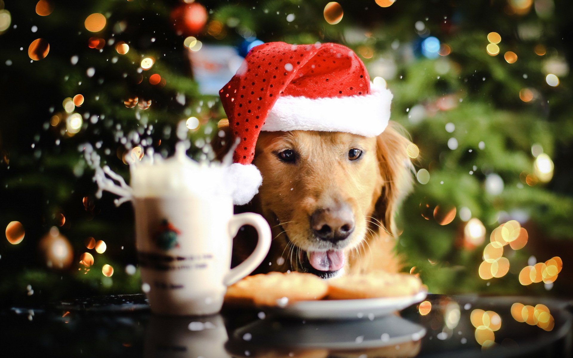 Festive Golden Retriever HD Wallpaper