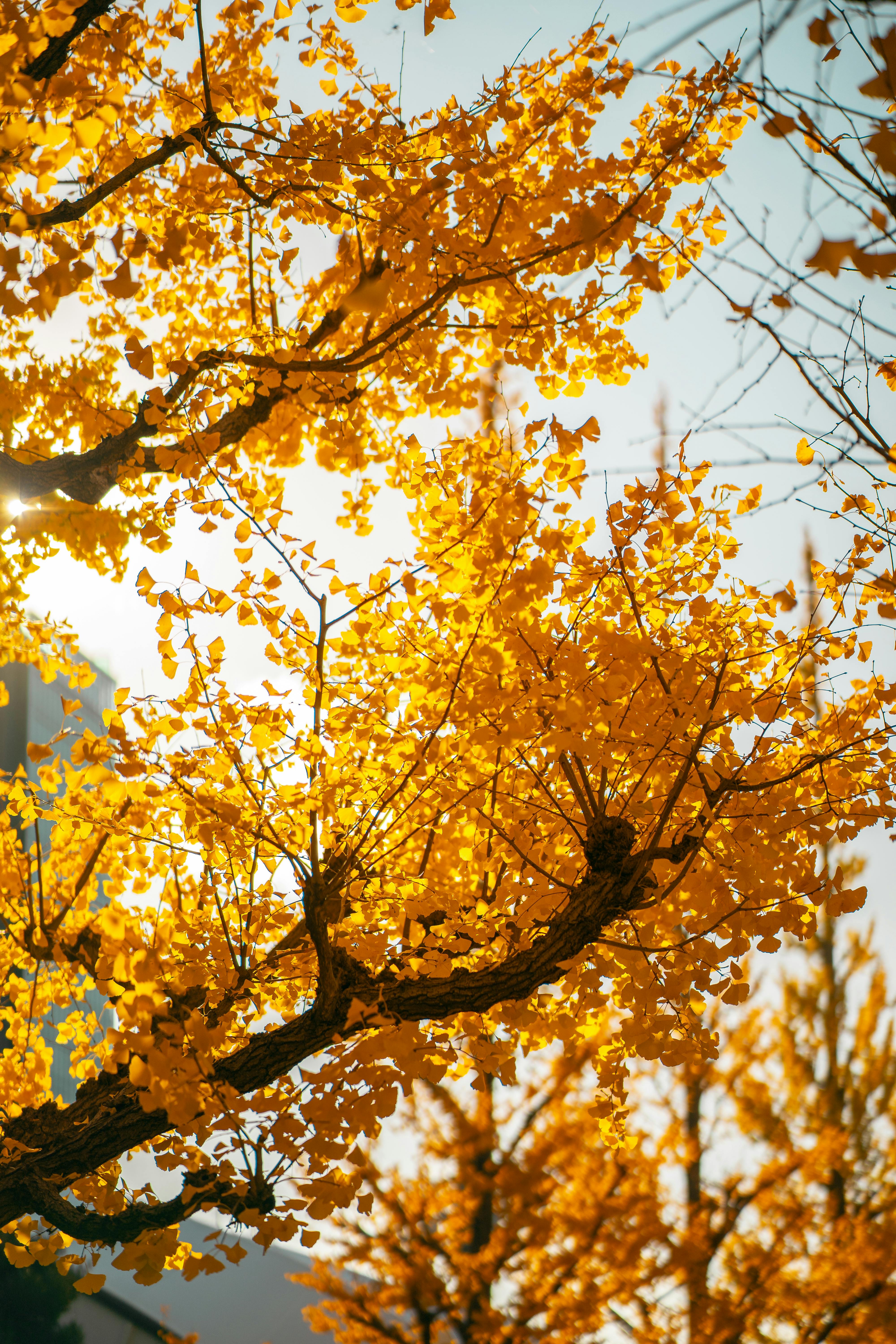 Ginkgo Biloba Photo, Download The BEST Free Ginkgo Biloba & HD Image