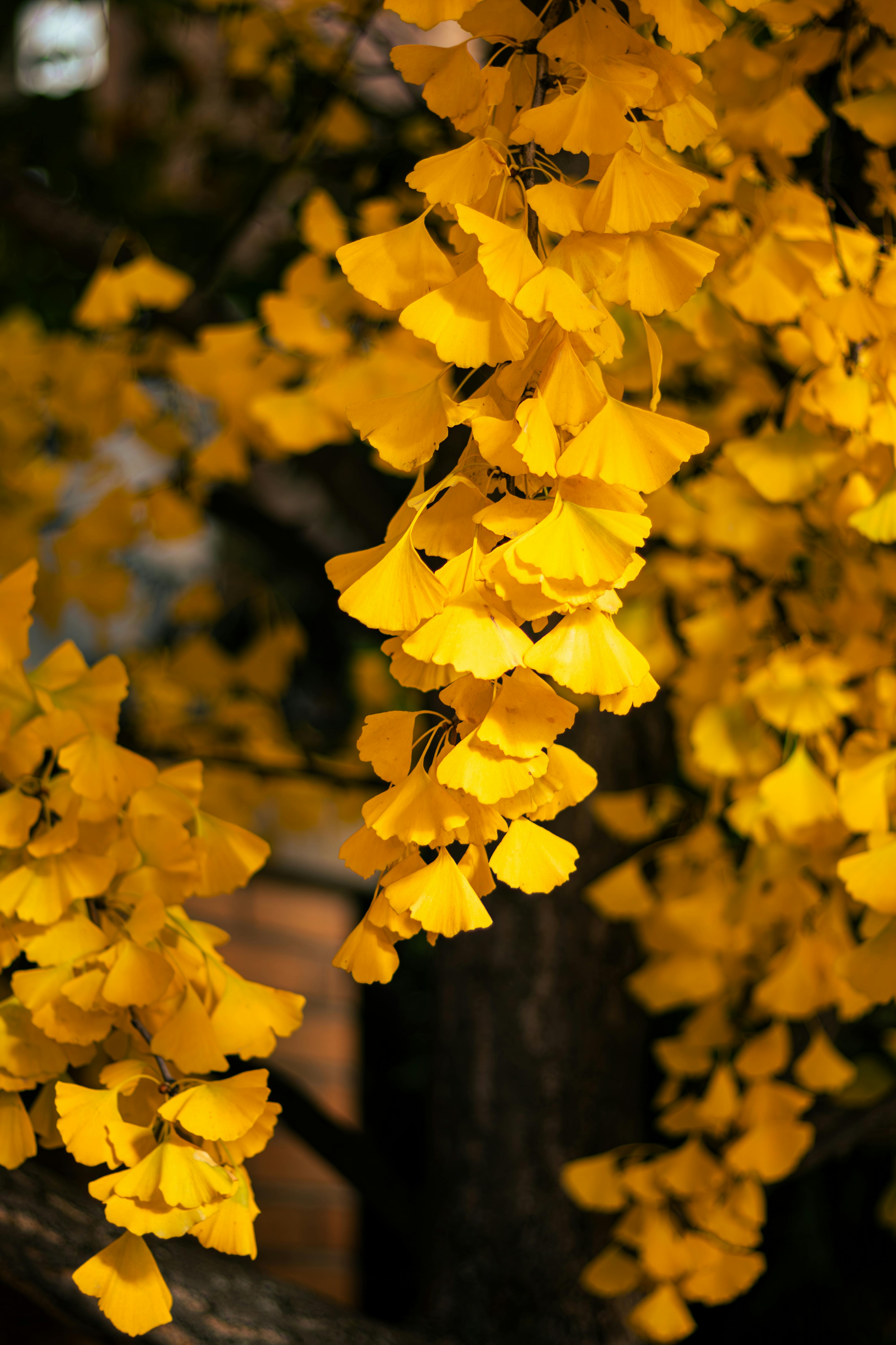Golden Ginkgo Leaves in Toronto's Fall · Free