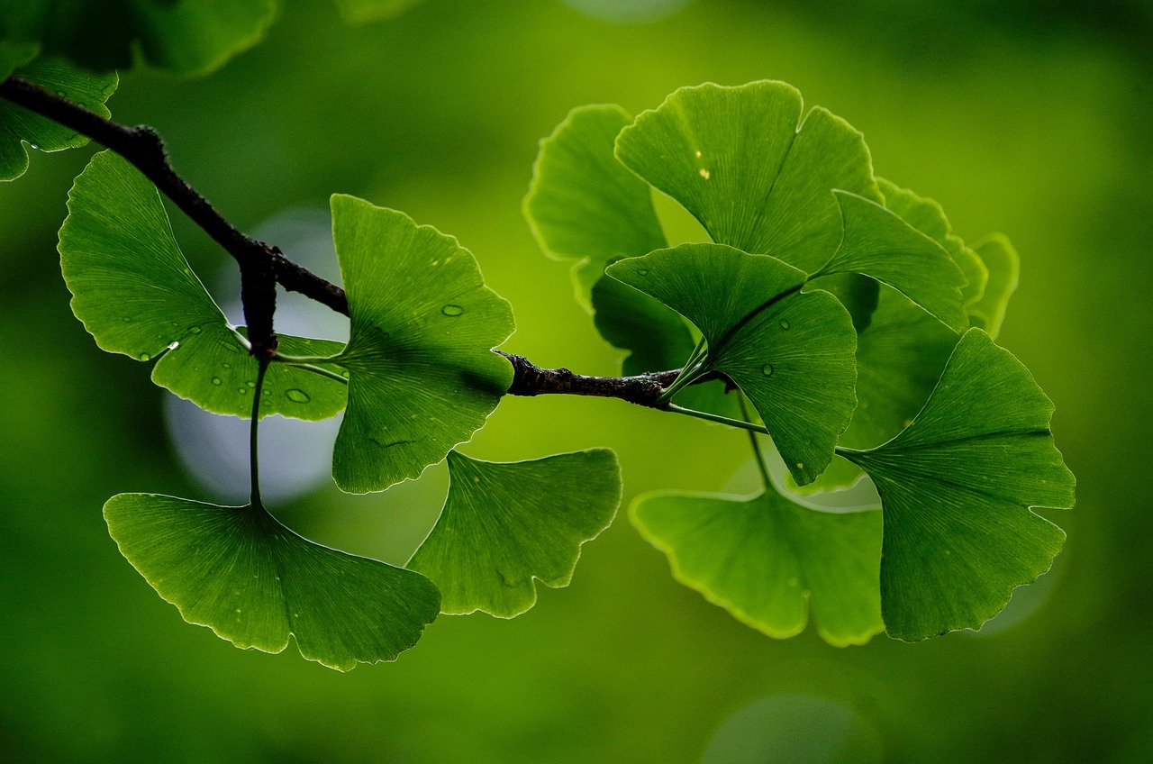 Gingko Tree Branch