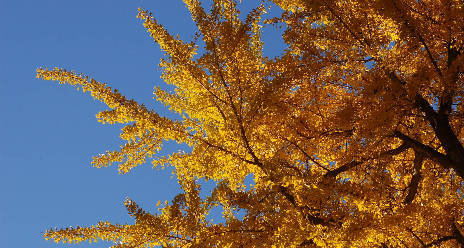 Download Ginkgo Tree Unique HD Wallpaper