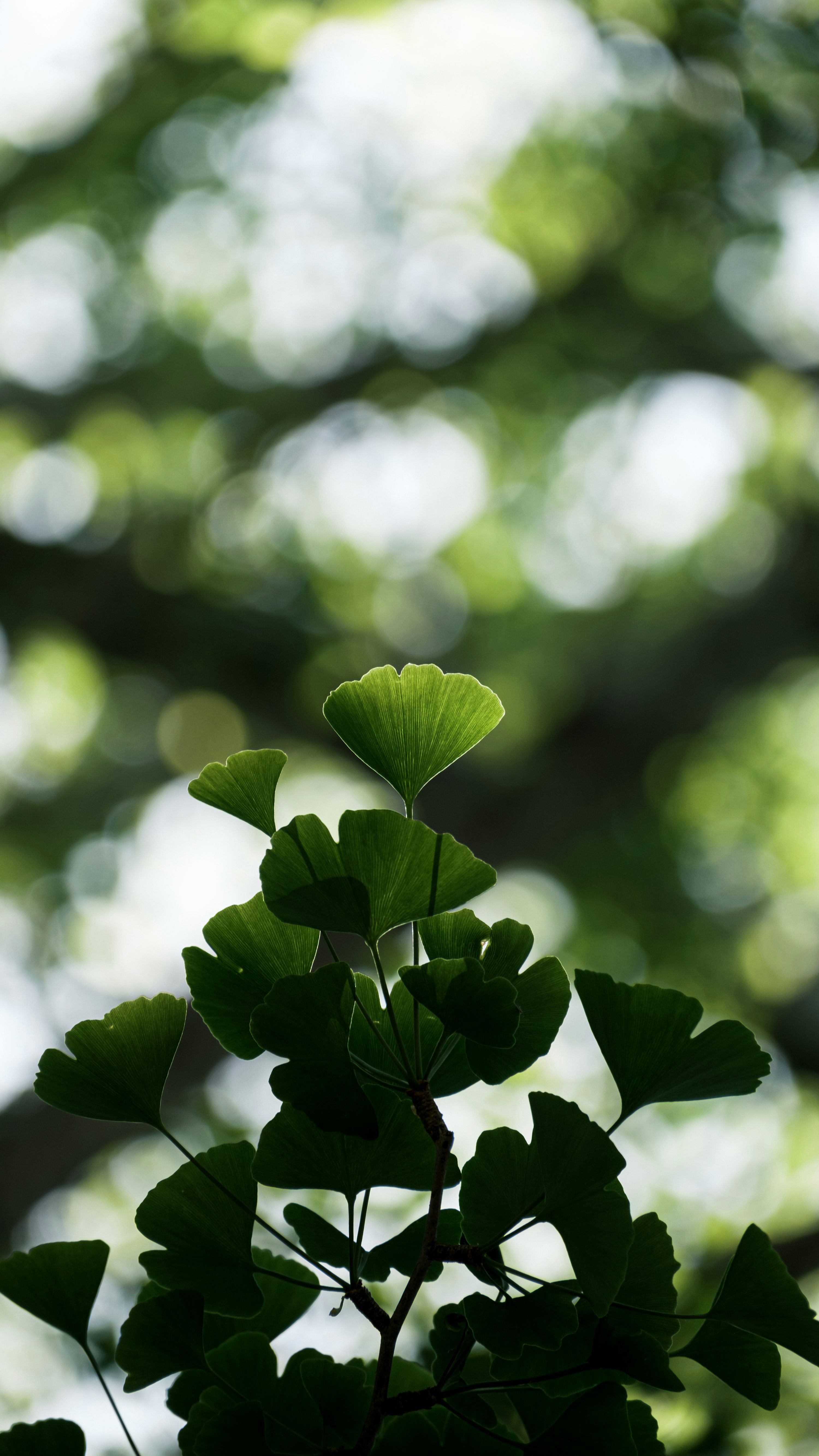 Ginkgo Biloba Picture. Download Free Image