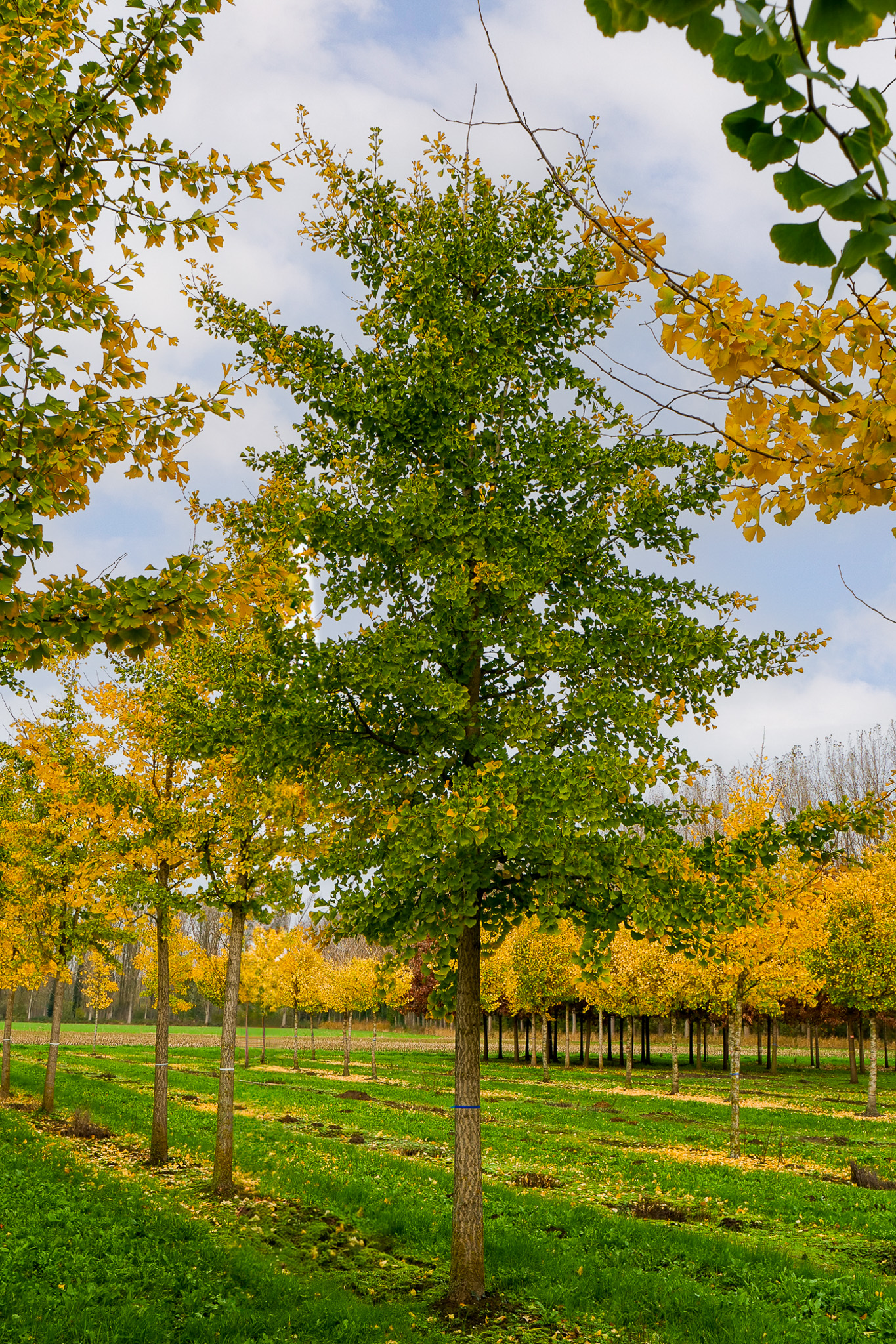 Ginkgo biloba. Maidenhair tree den Berk Nurseries