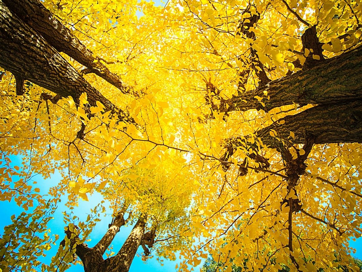 Ginkgo Tree Meaning and Its Ancient Symbolism Explained