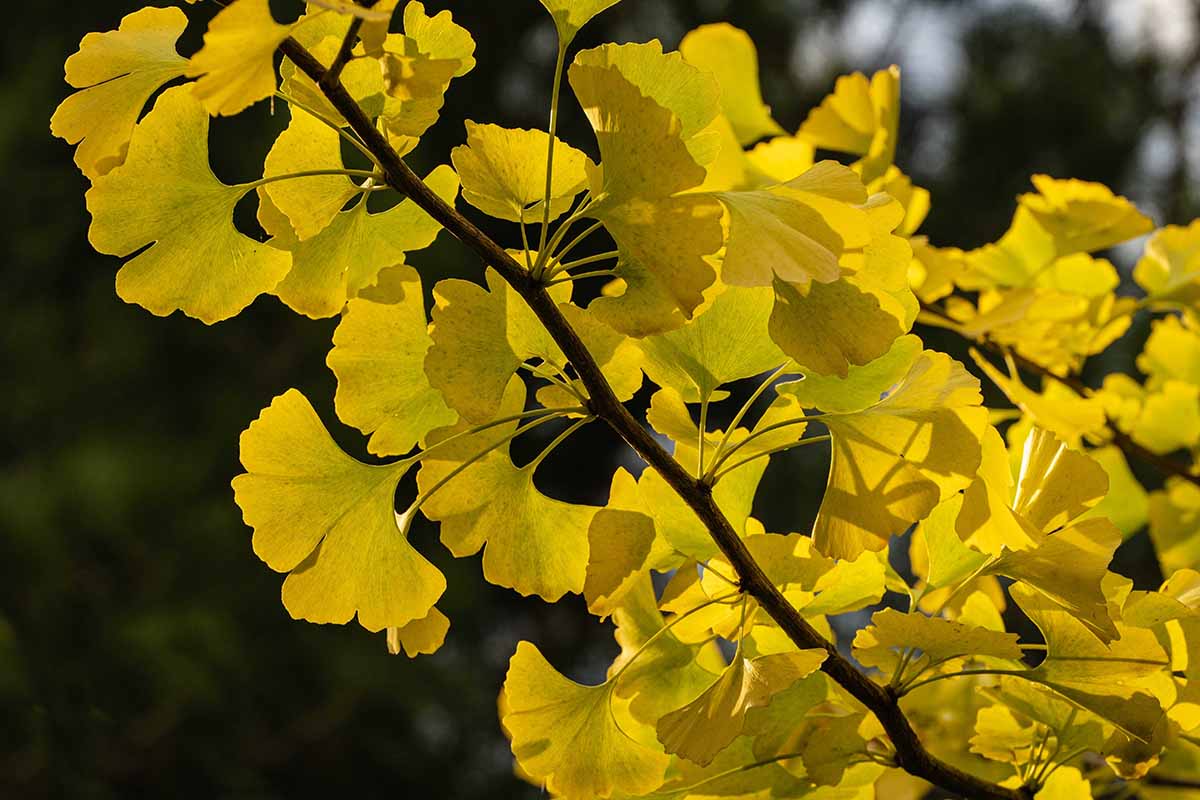 How to Grow and Care for Ginkgo Trees. Gardener's Path