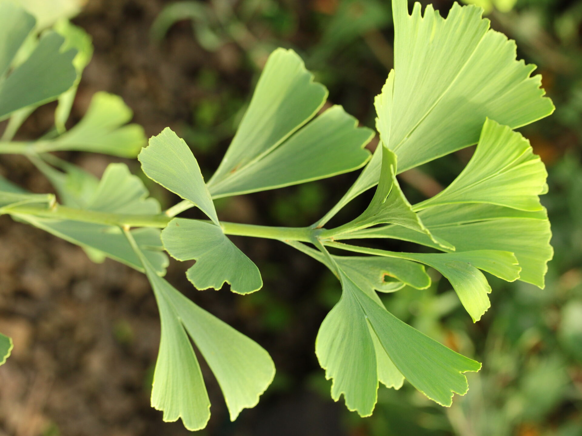 Ginkgo biloba 'Mieszko I'
