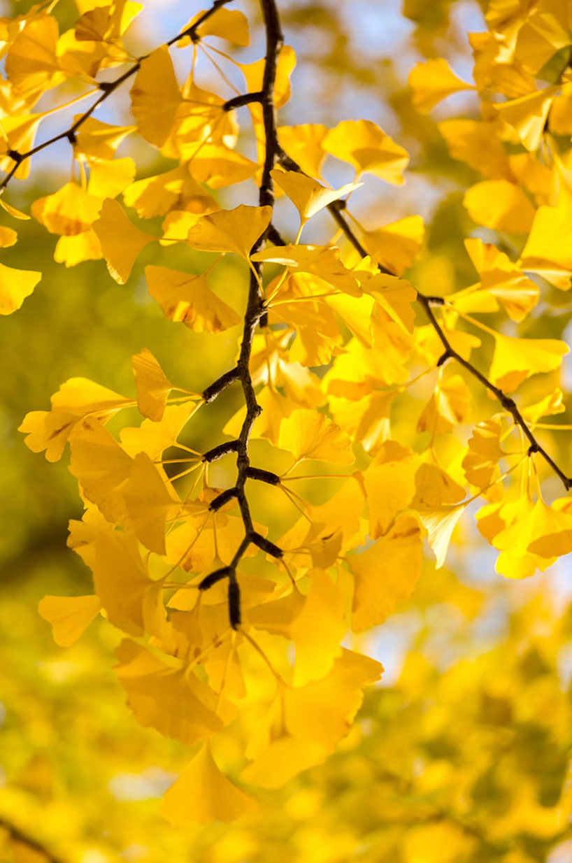 Ginkgo Tree ( Male). Gingko biloba Maidenhair Tree