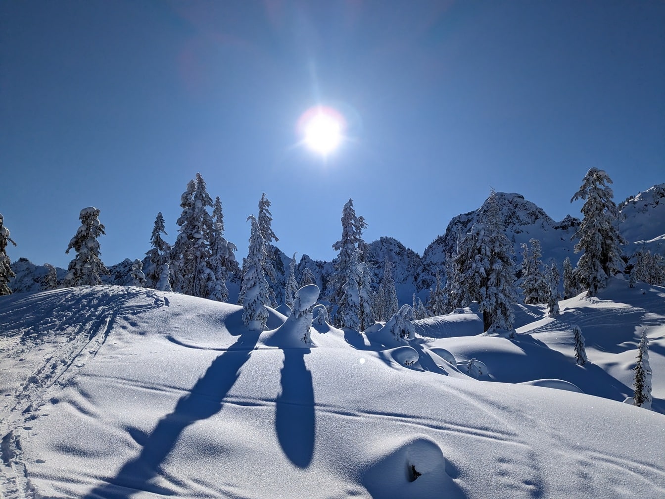 Free picture: Snowy conifer forest in mountains at bright sunny day