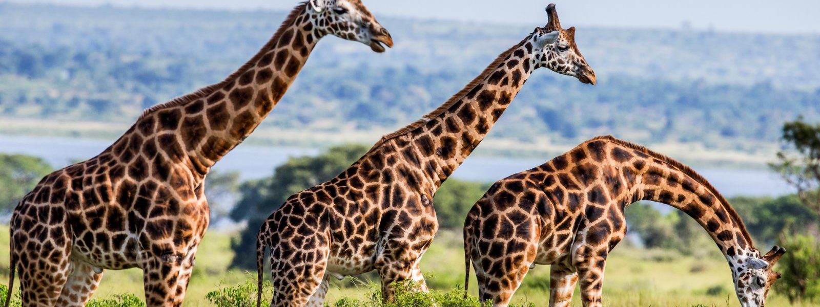 Rothschild Giraffes in Uganda: See These Rare Giants at Murchison Falls