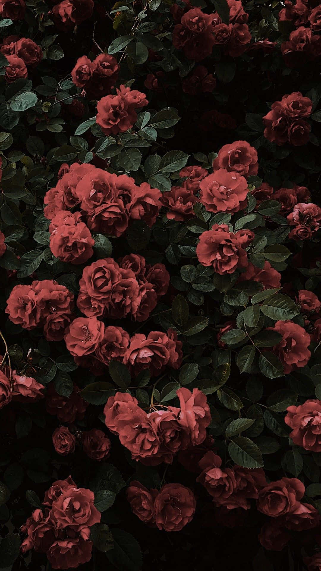 Download Aesthetic Red Roses Tumblr Photography iPhone Wallpaper