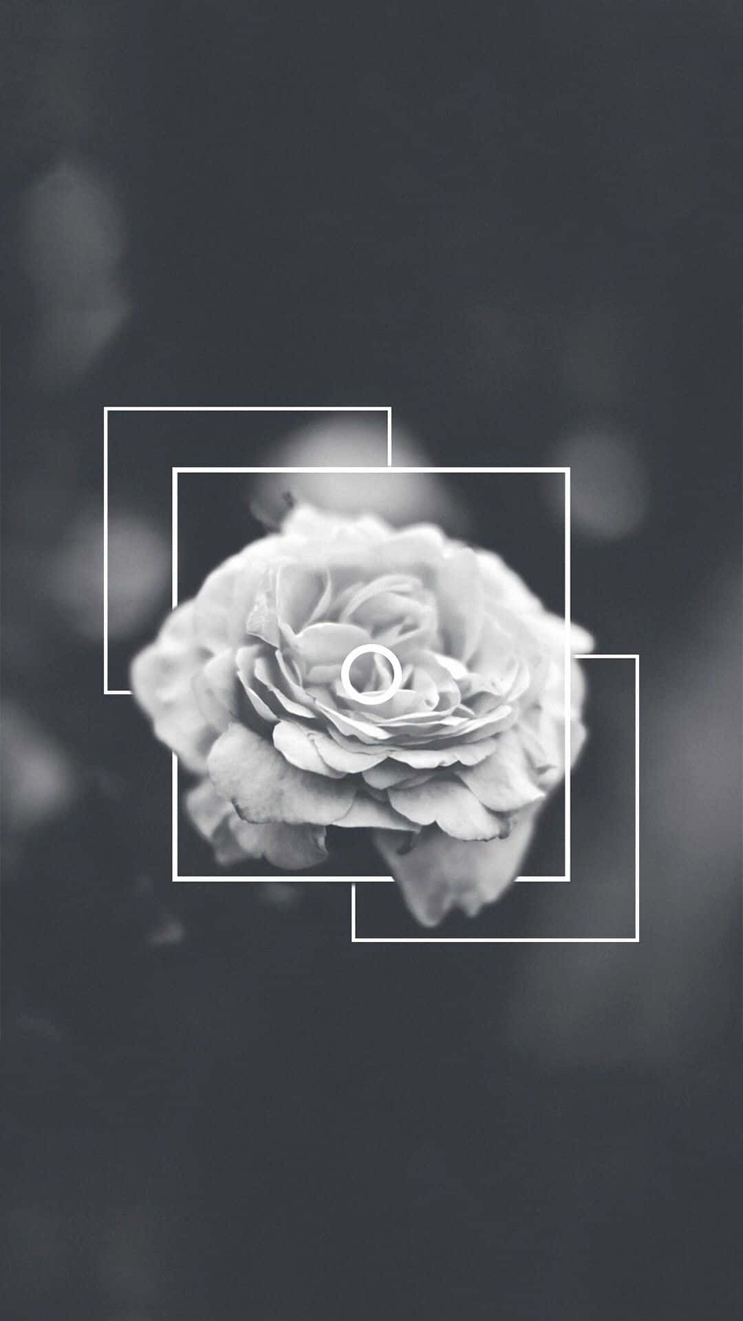 Download Aesthetic Monochrome Rose Tumblr Photography iPhone Wallpaper