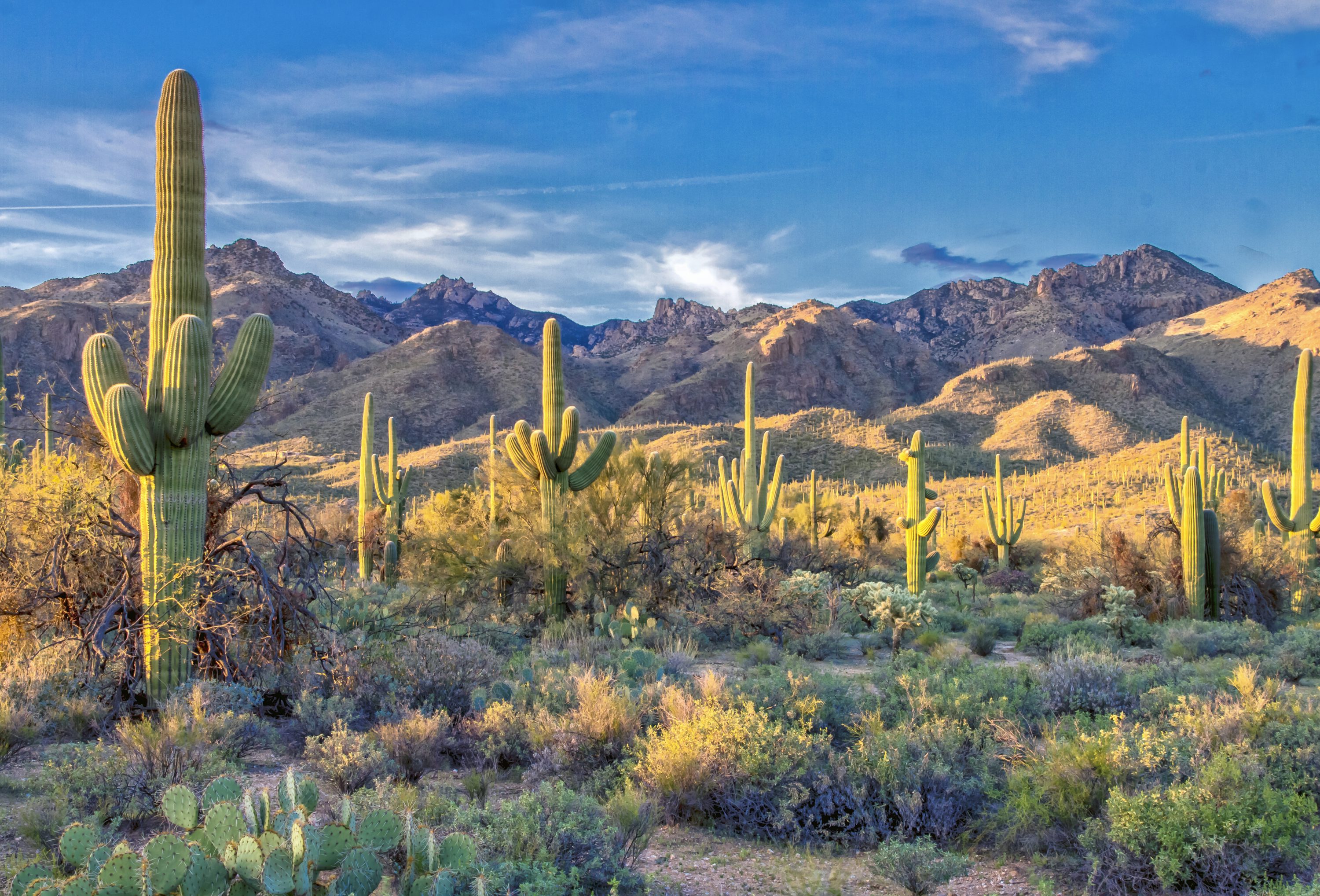 Arizona Desert Picture [HD]. Download Free Image
