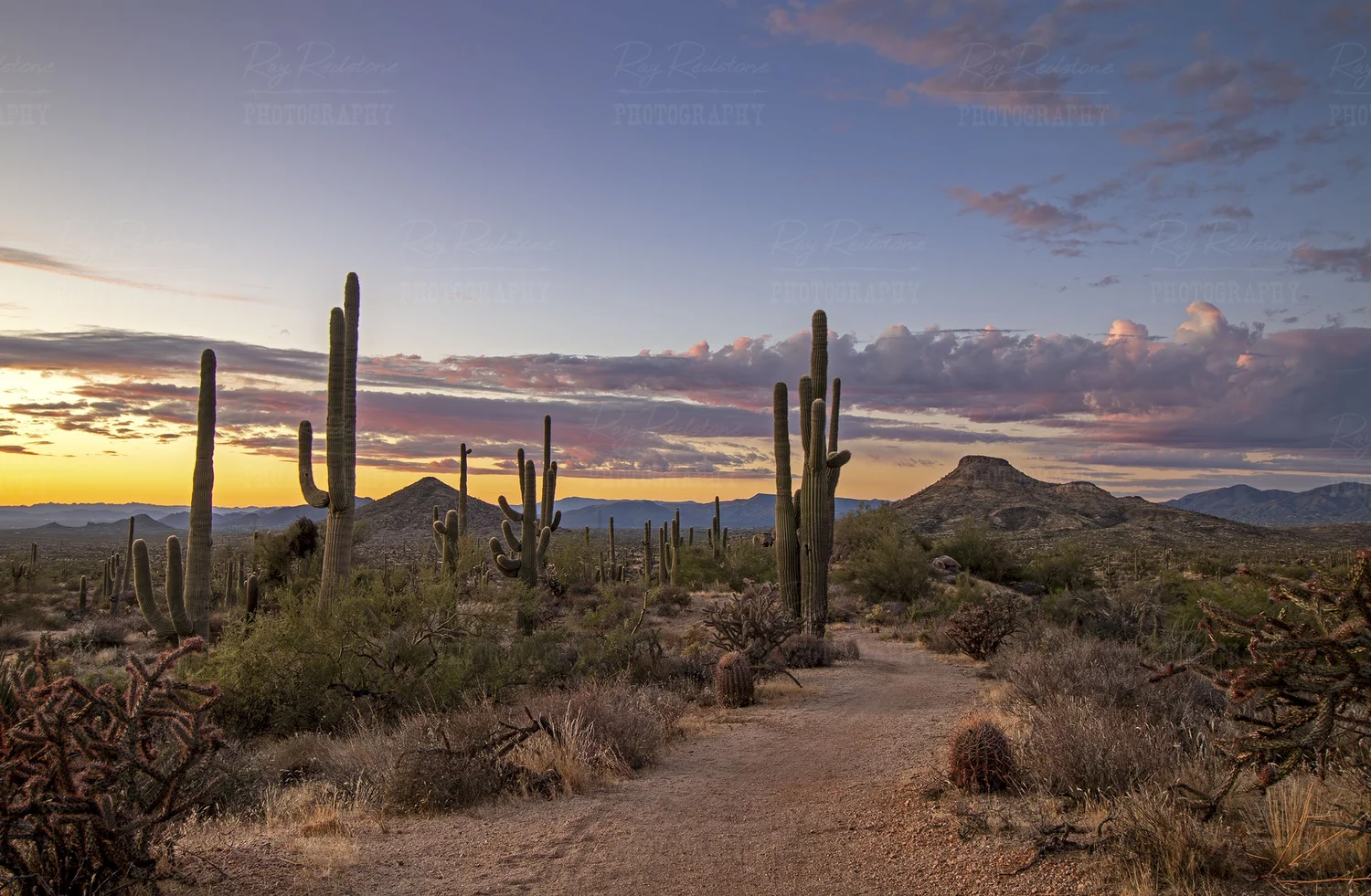 Scottsdale AZ landscape image with cactus and mountains