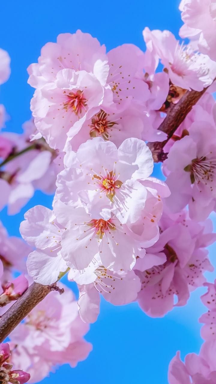 Hd flower wallpaper flower background flower photography nature wallpaper nature background nature