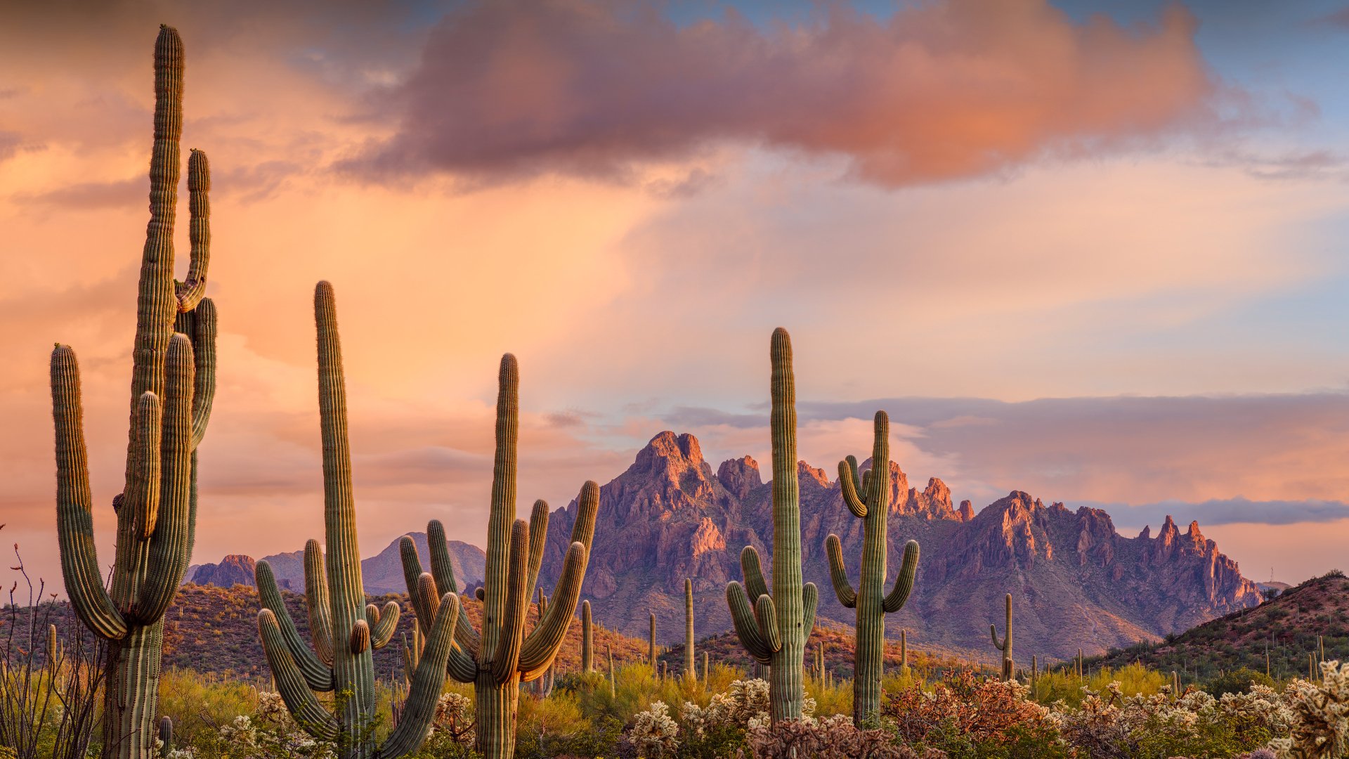4K Ultra HD Saguaro Cacti in Stunning Desert Sunset Landscape