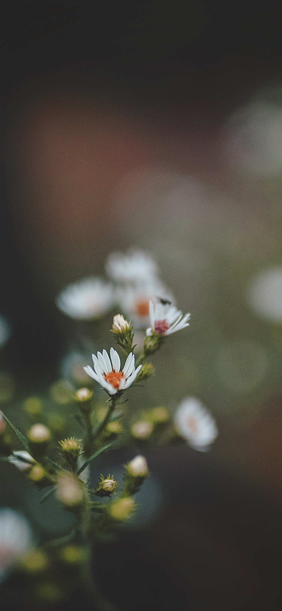 iPhone X wallpaper. bokeh flower nature dark red
