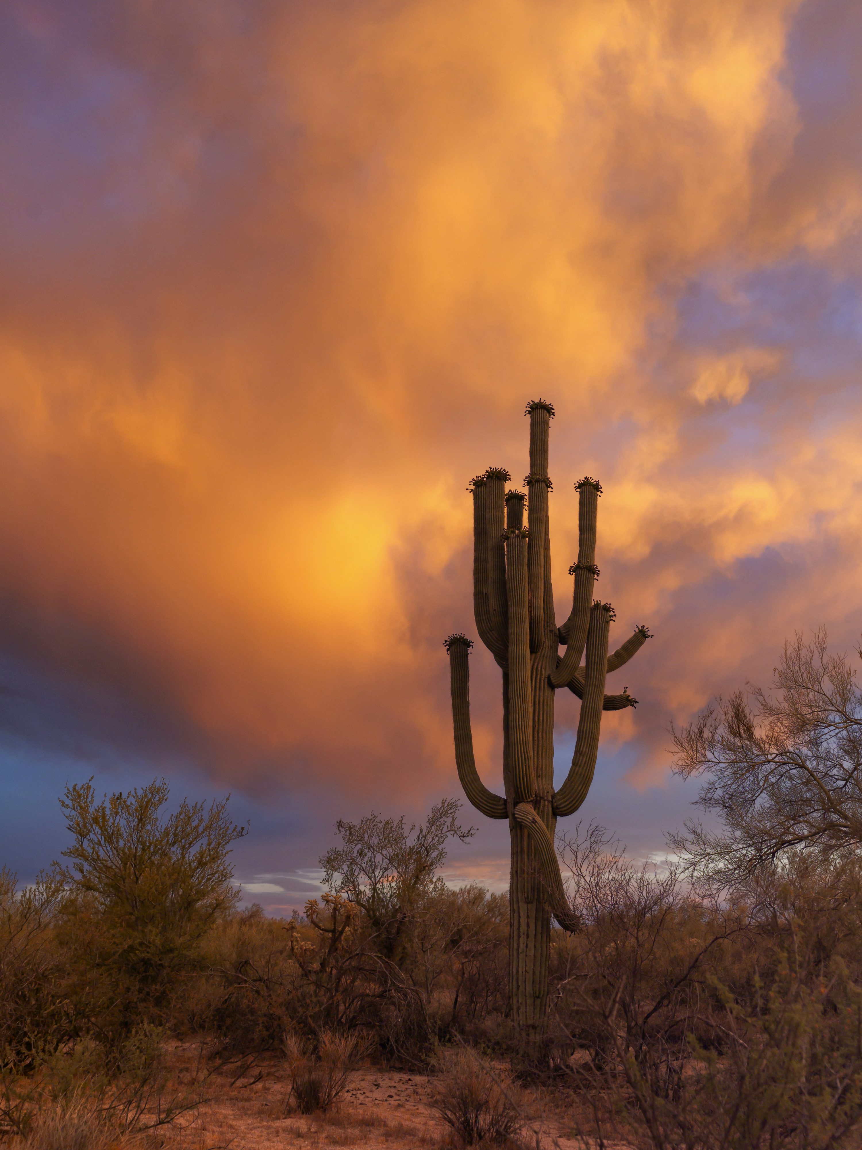 Sonoran Desert Picture. Download Free Image