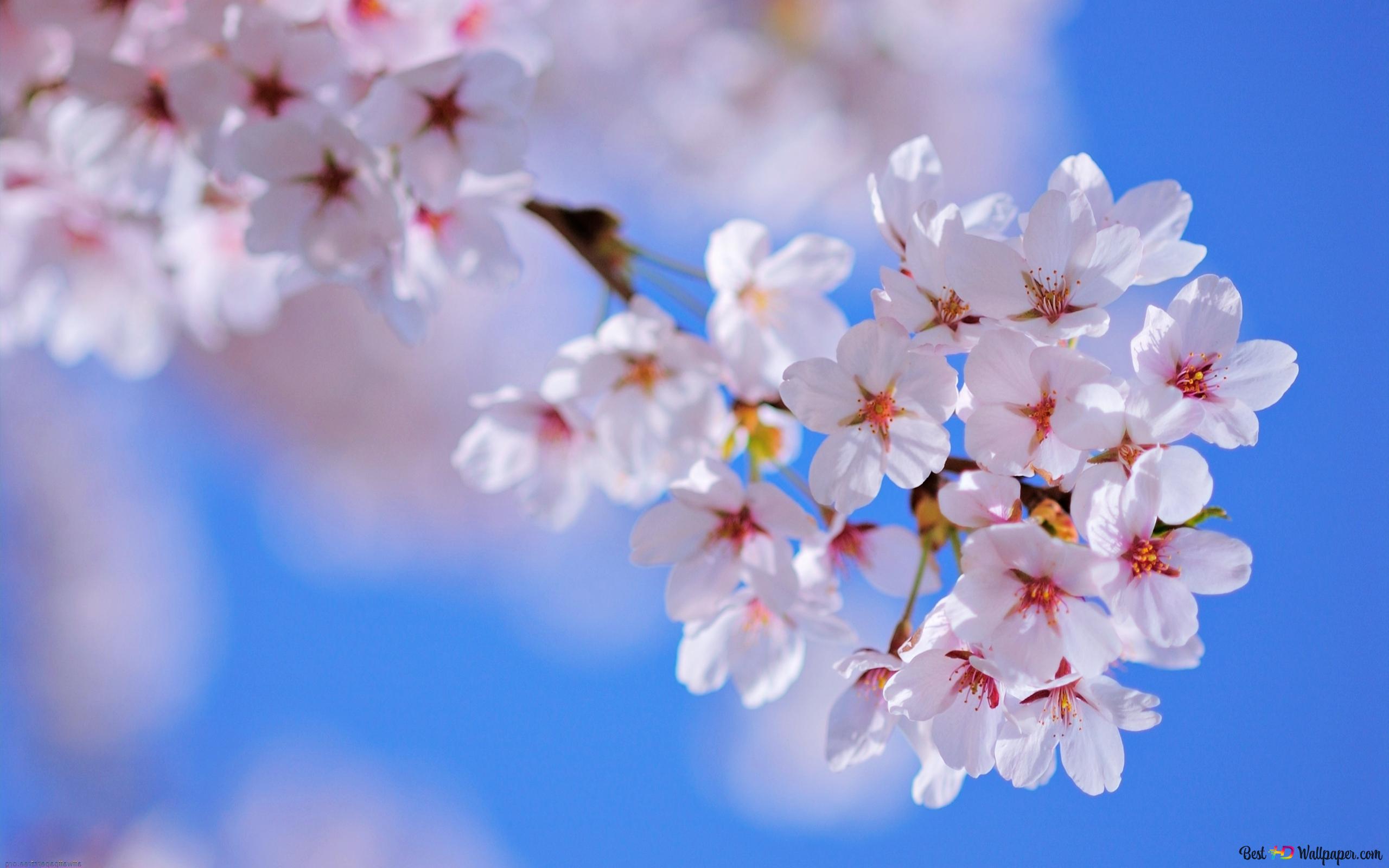 Nature flower 4K wallpaper download